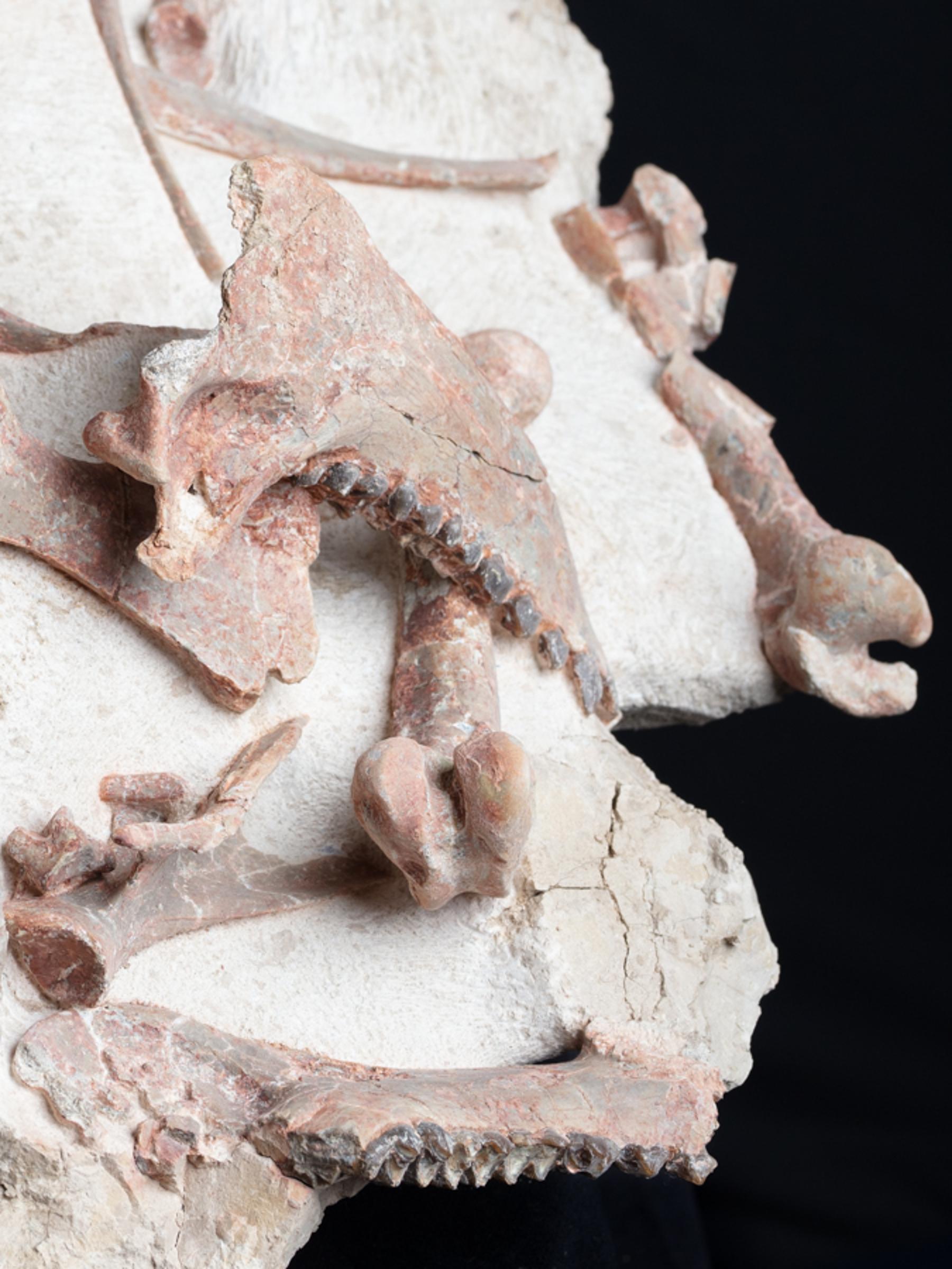 Oreodon sp. 'fossil road kill'  - St1f0022 13 - F0022