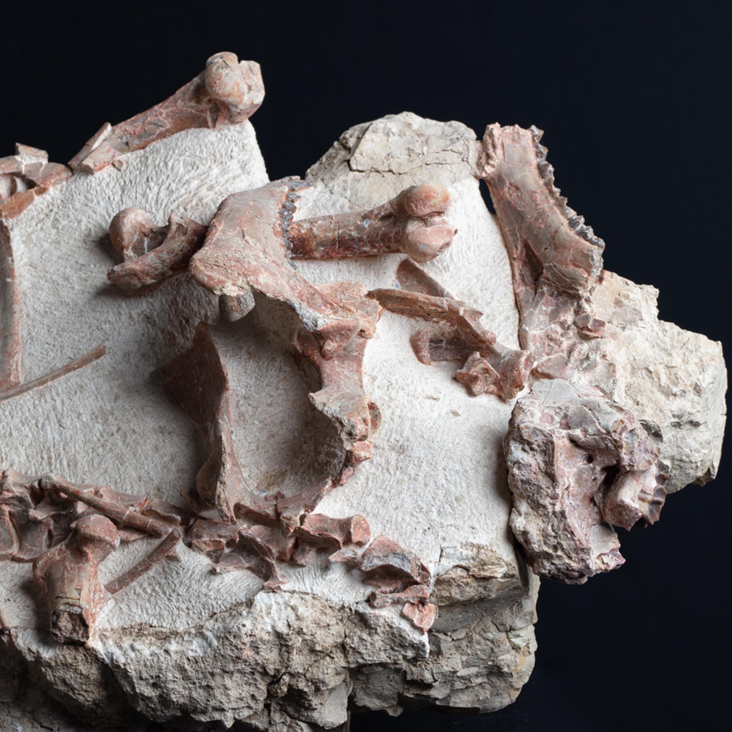 Oreodon sp. 'fossil road kill'  - St1f0022 3 - F0022
