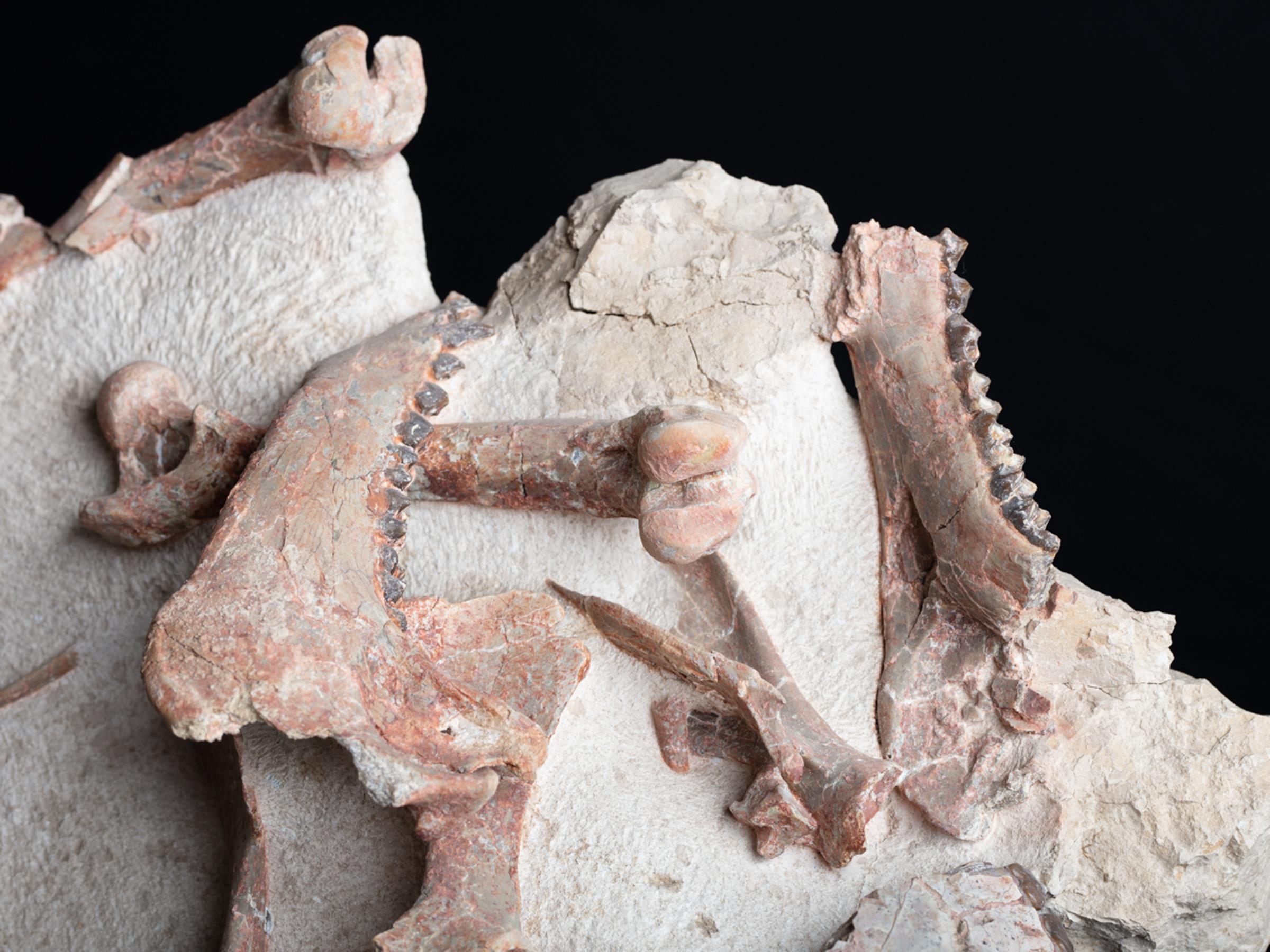 Oreodon sp. 'fossil road kill'  - St1f0022 6 - F0022