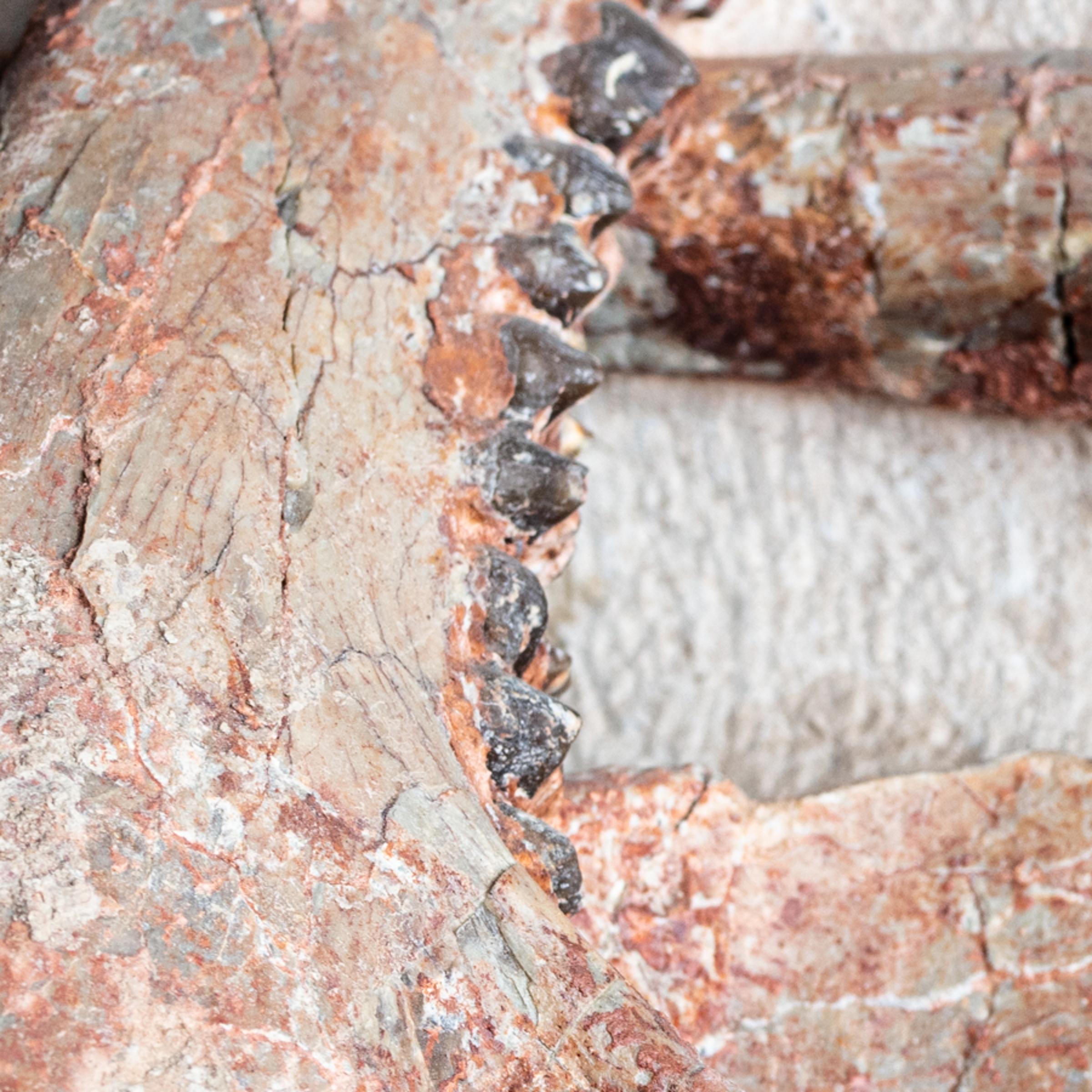 Oreodon sp. 'fossil road kill'  - St1f0022 9 - F0022
