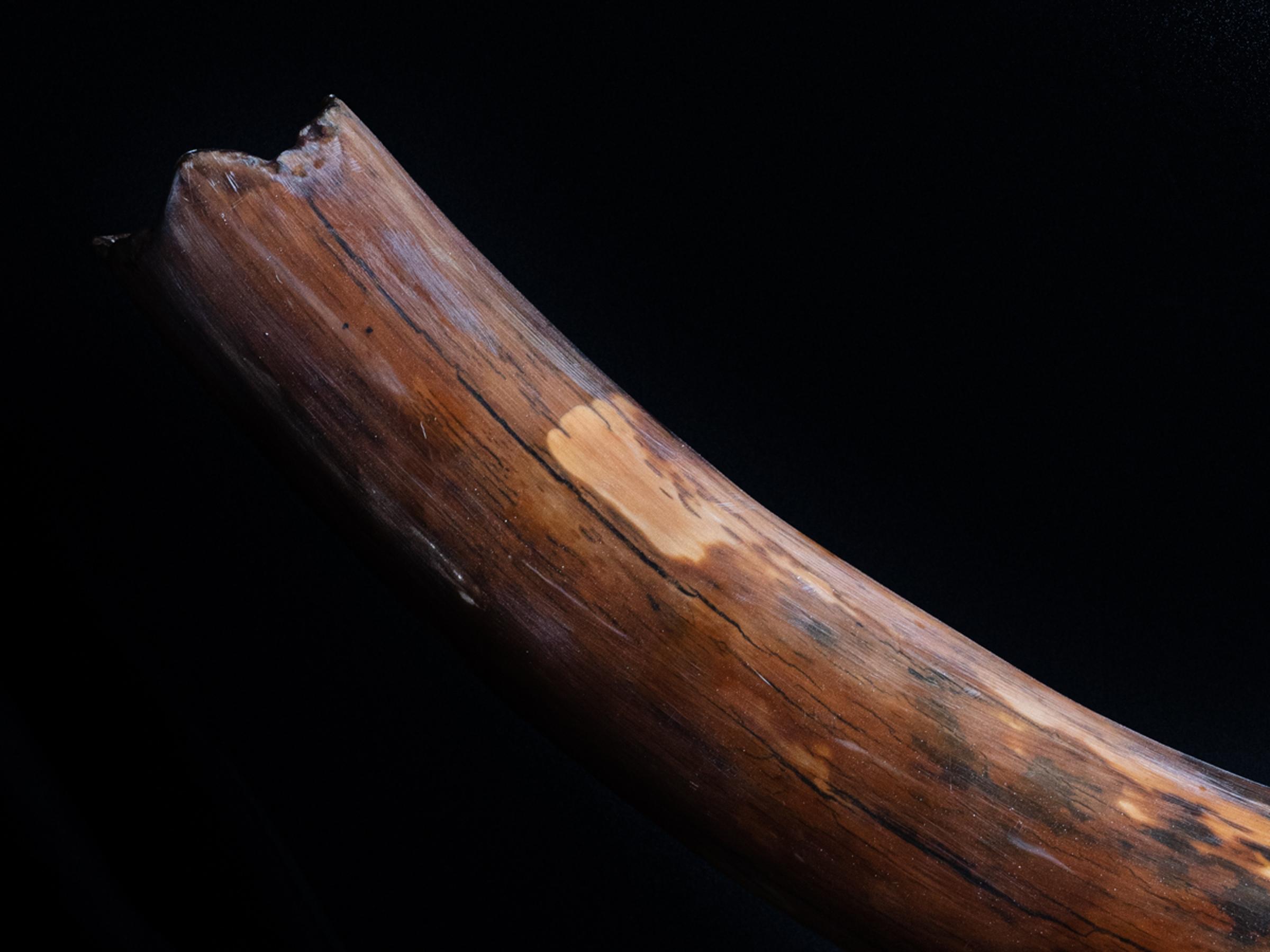 Mammoth tusk Mammuthus primigenius - St1f0027 4 - F0027