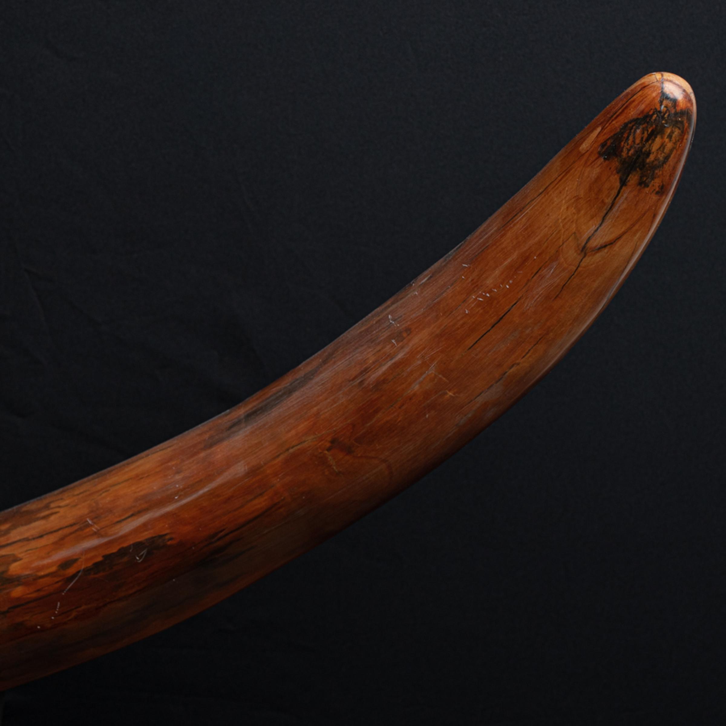 Mammoth tusk Mammuthus primigenius - St1f0027 6 - F0027