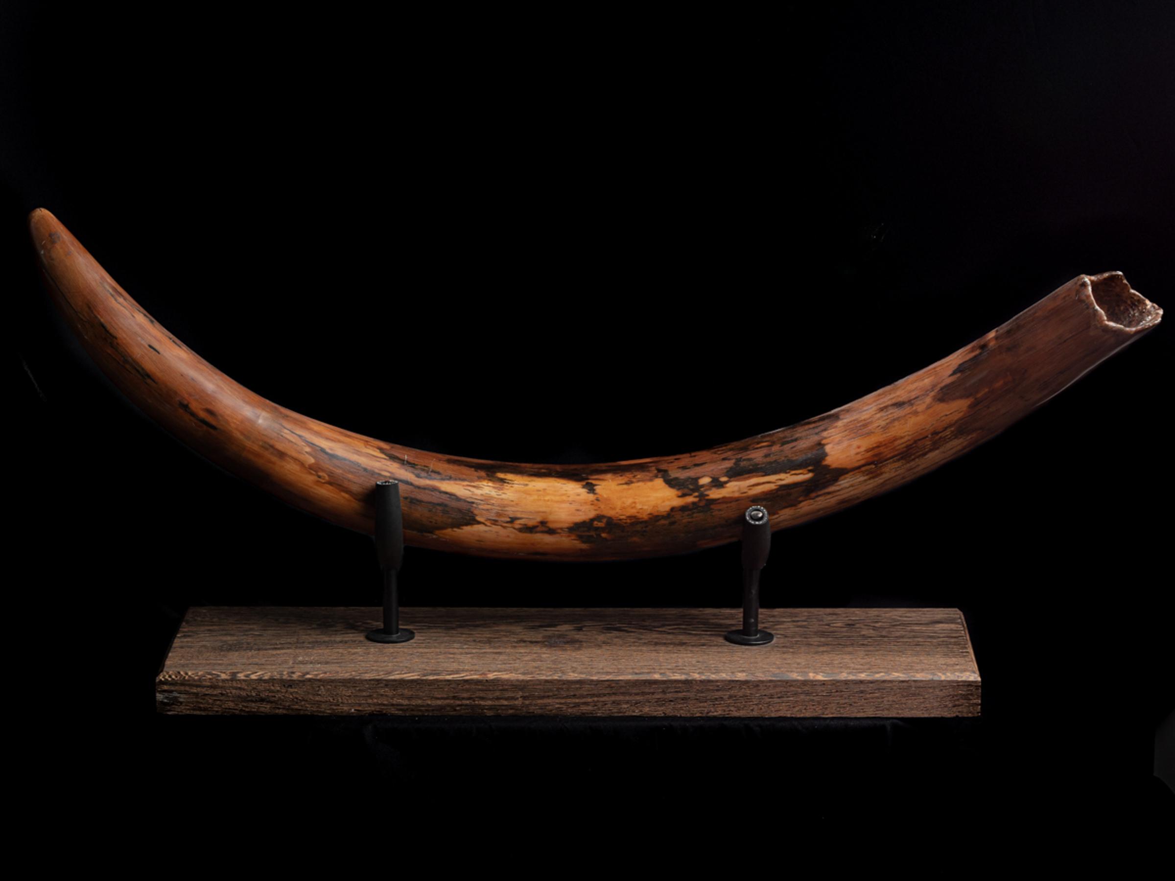 Mammoth tusk Mammuthus primigenius - St1f0027 7 - F0027