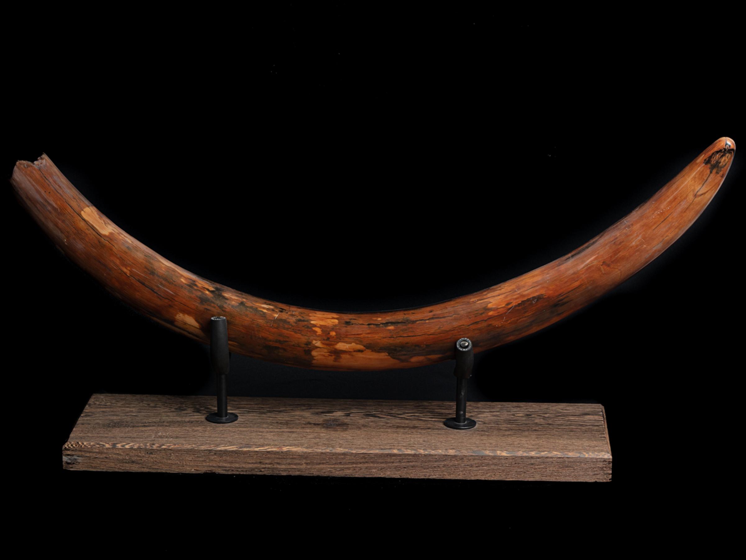 Mammoth tusk Mammuthus primigenius - St1f0027 - F0027