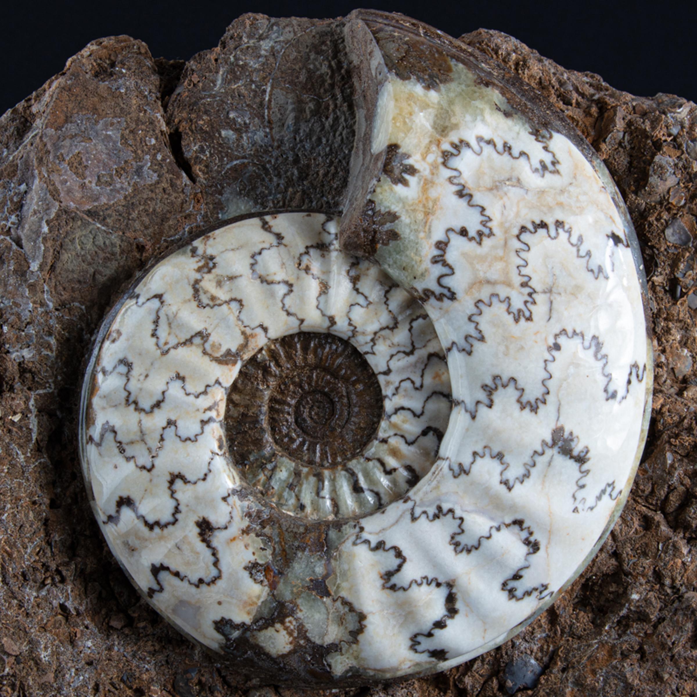 Scunny' scunthorpe ammonite on matrix - St1f0059 4 - F0059