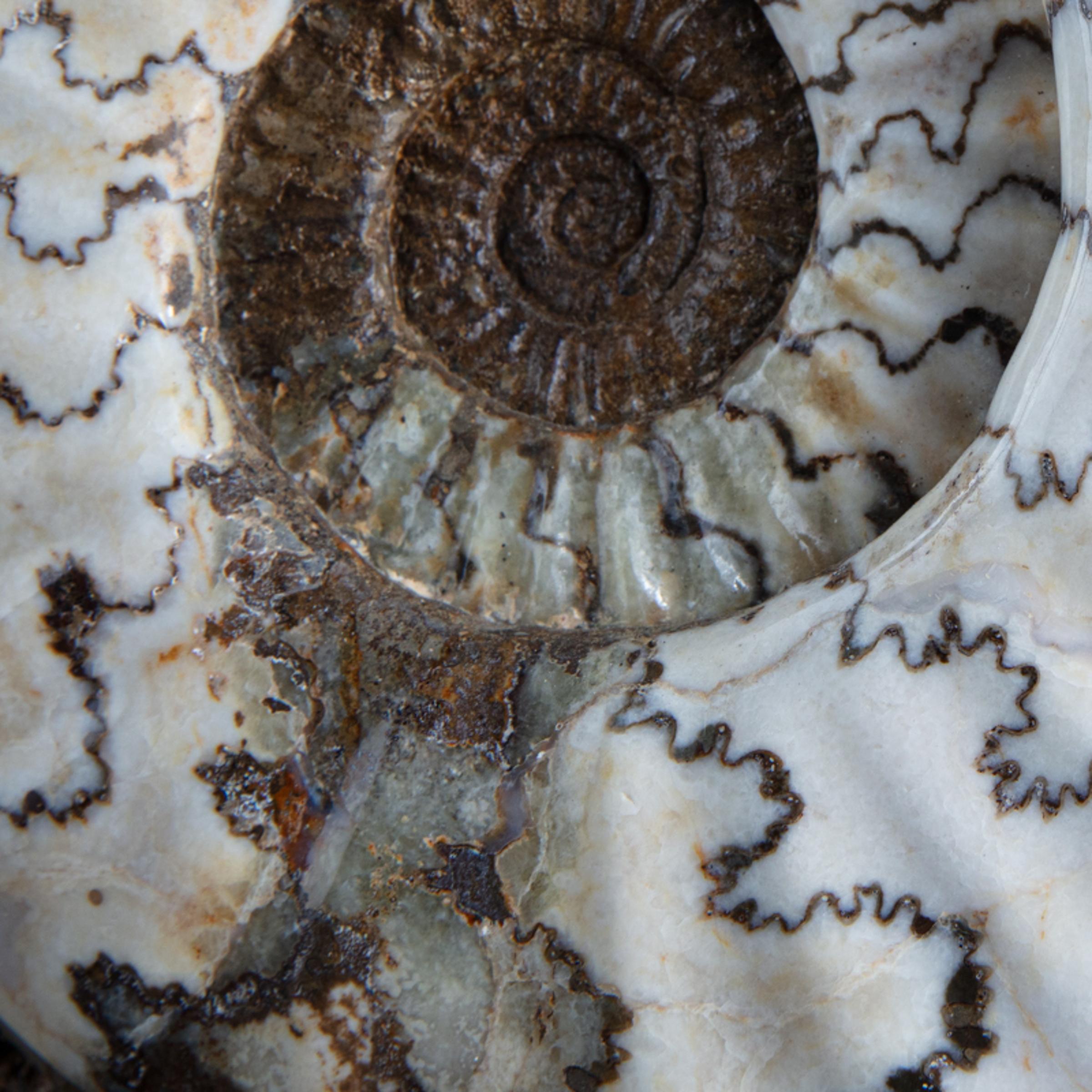 Scunny' scunthorpe ammonite on matrix - St1f0059 5 - F0059