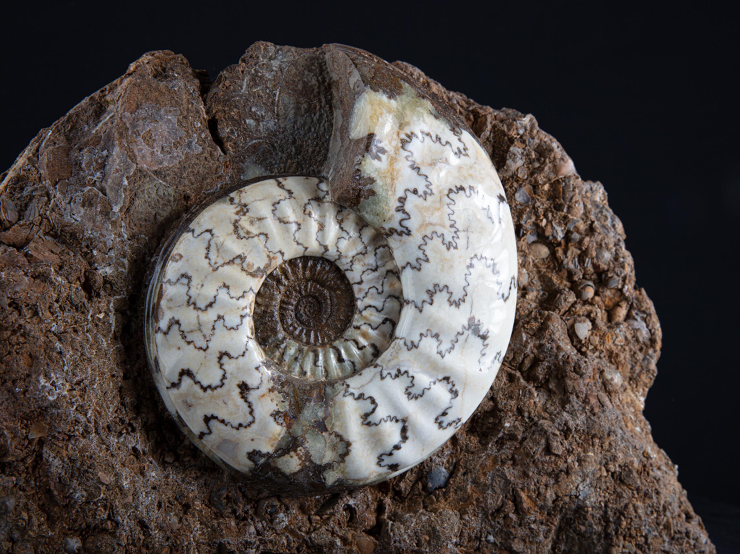 Scunny' scunthorpe ammonite on matrix - St1f0059 6 - F0059
