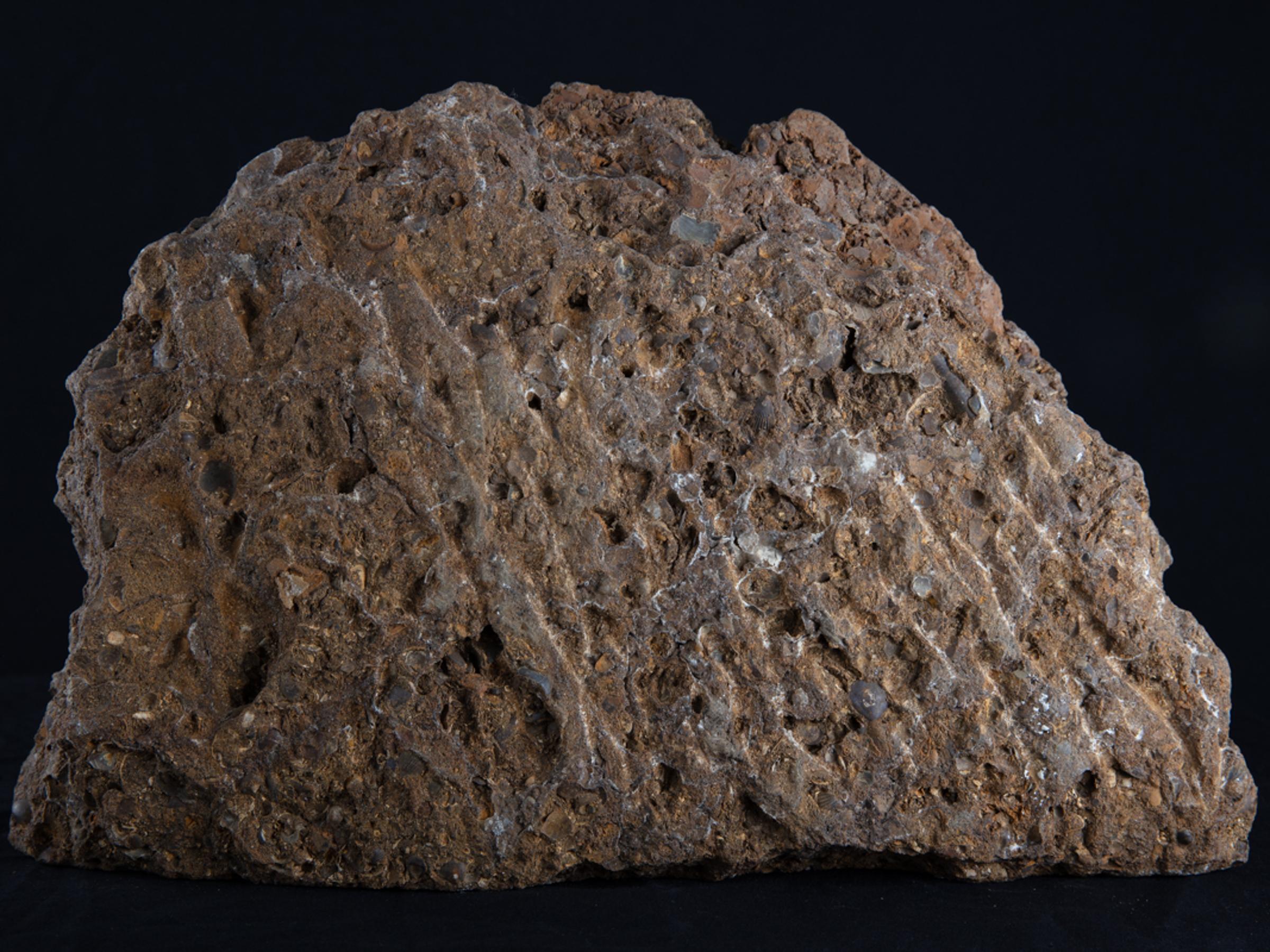 Scunny' scunthorpe ammonite on matrix - St1f0059 8 - F0059