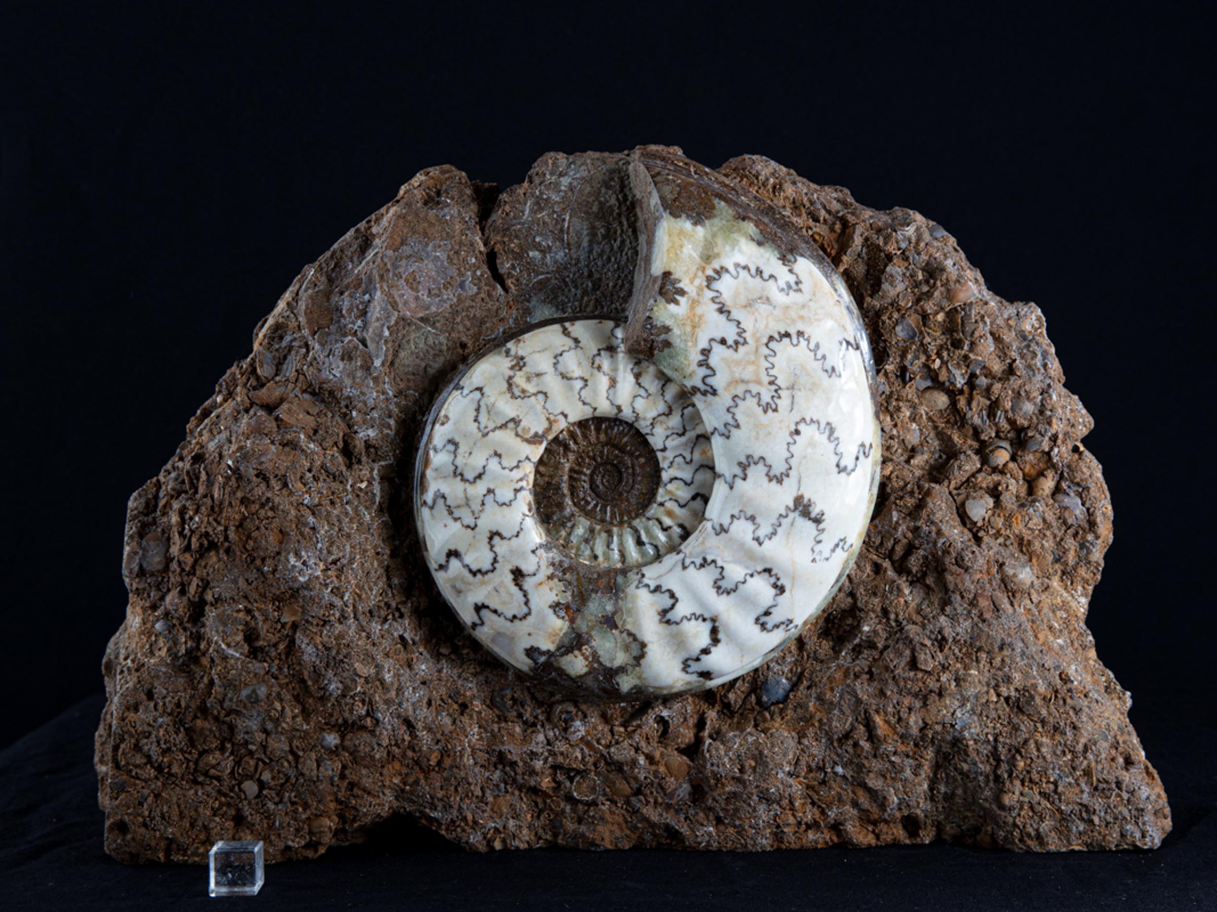 Scunny' scunthorpe ammonite on matrix - St1f0059 - F0059