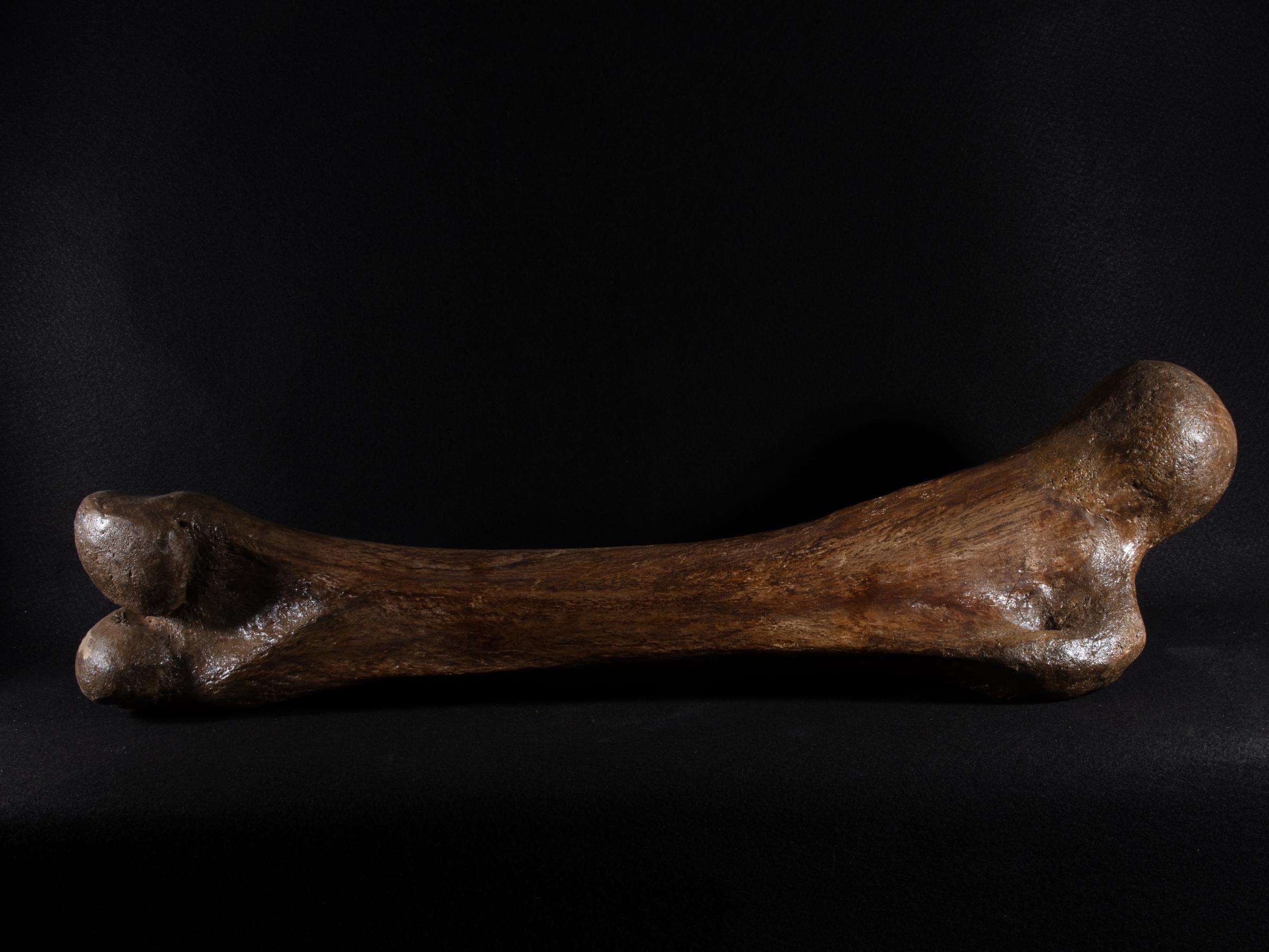 Mammoth bone Mammutus Primigenius - St1galleryf0114 0385 - F0114