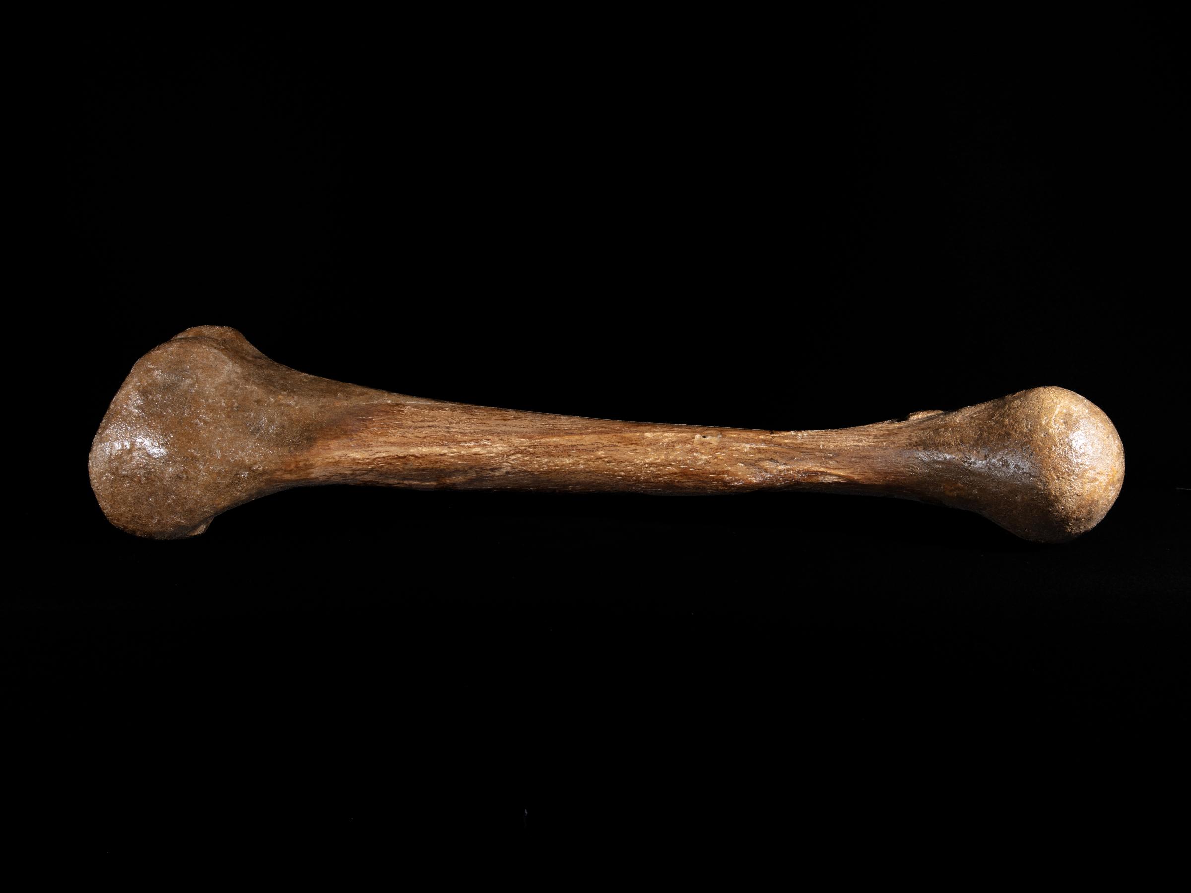 Mammoth bone Mammutus Primigenius - St1galleryf0114 0387 - F0114