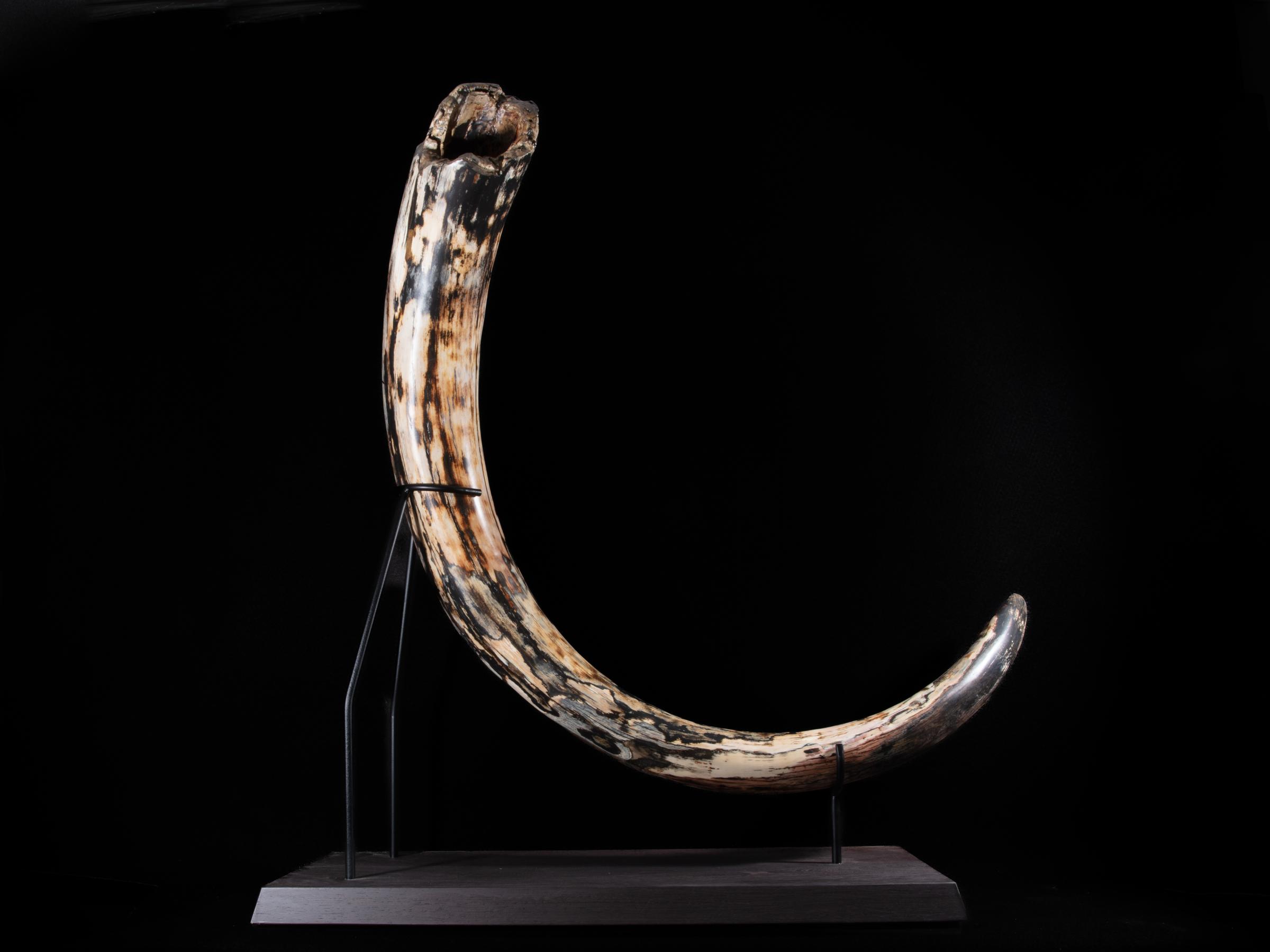 Mammoth tusk Mammutus Primigenius - St1galleryf0115 0399 - F0115