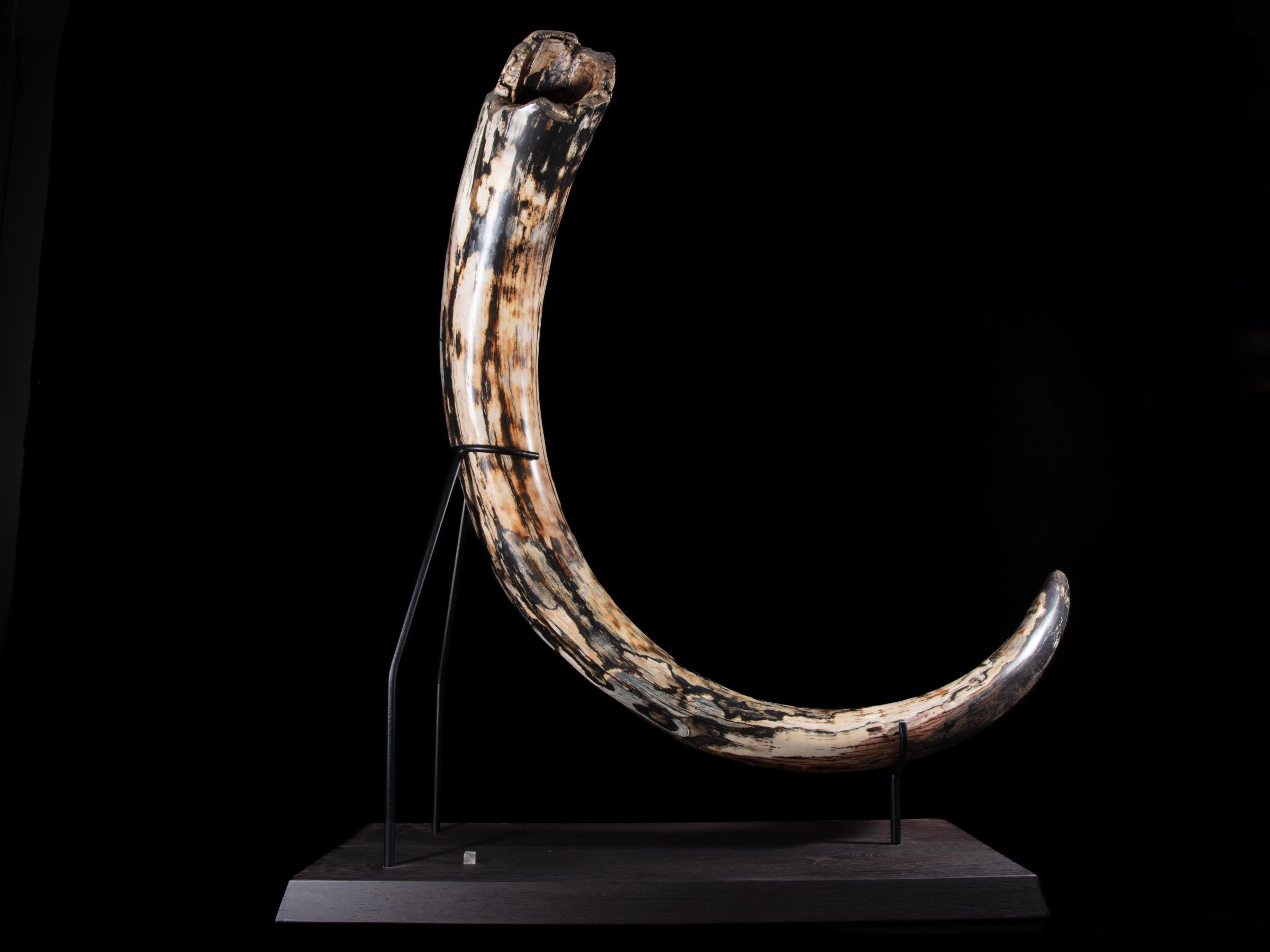 Mammoth tusk Mammutus Primigenius - St1galleryf0115 0401 - F0115