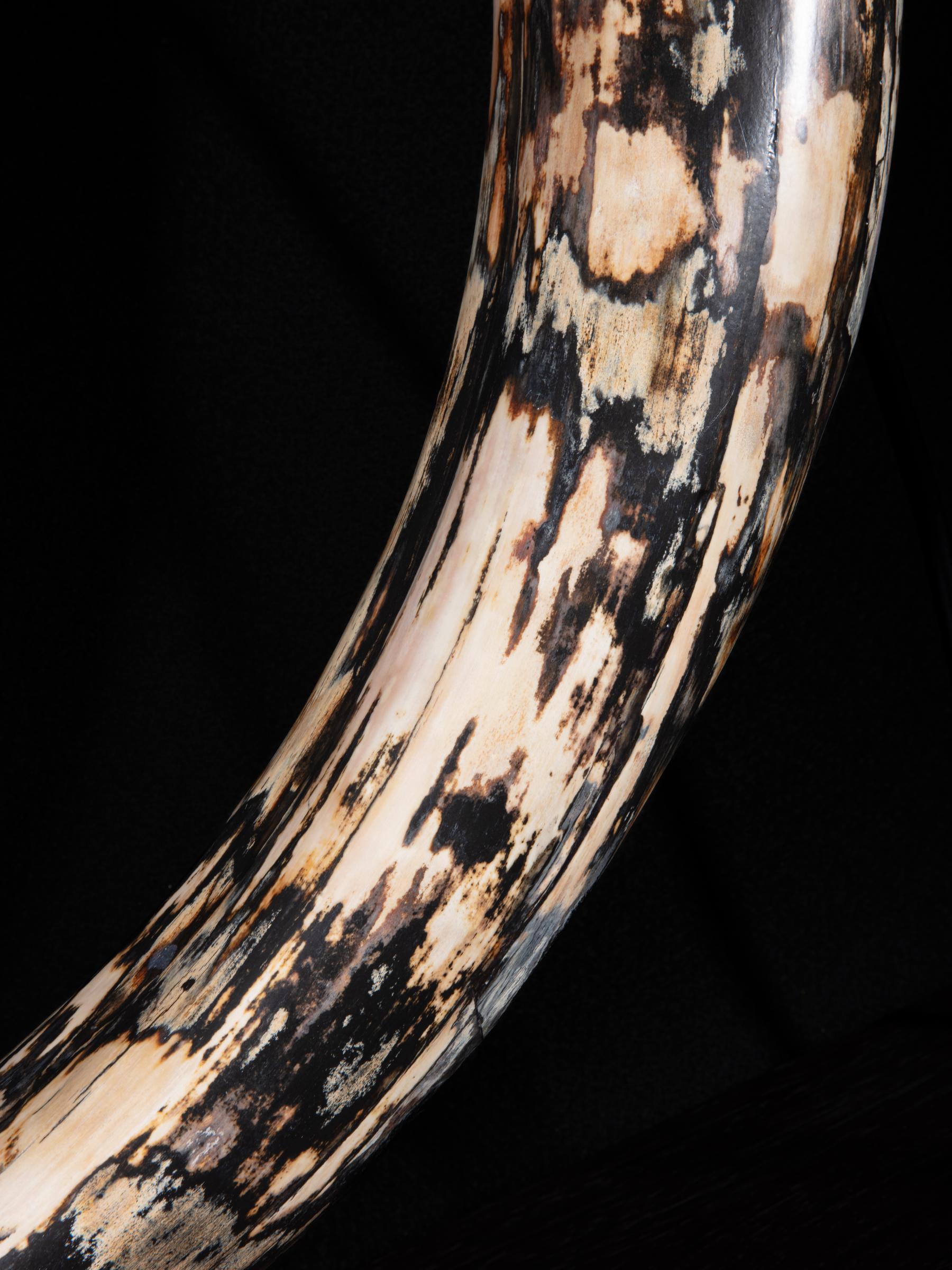 Mammoth tusk Mammutus Primigenius - St1galleryf0115 0403 - F0115