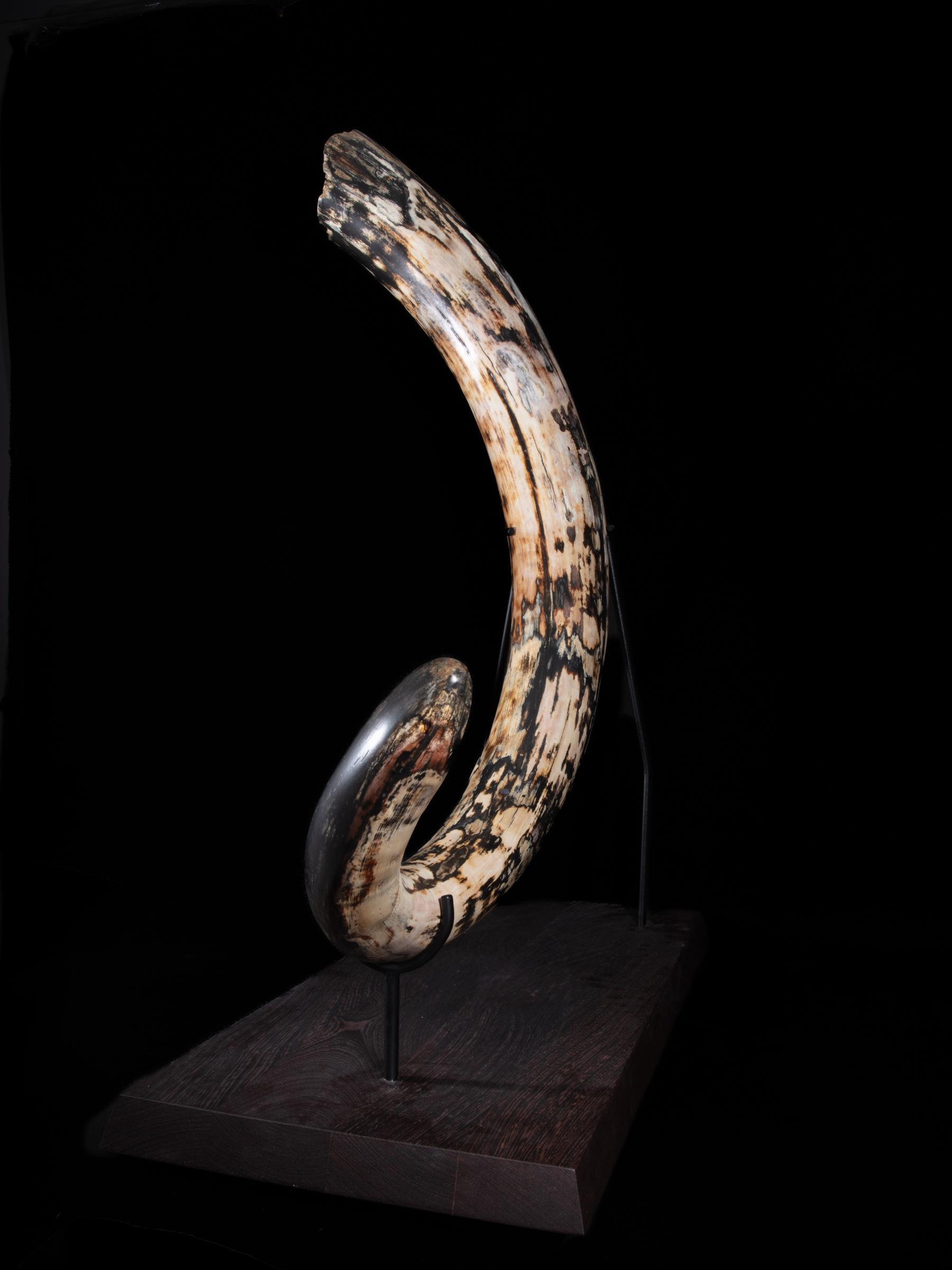 Mammoth tusk Mammutus Primigenius - St1galleryf0115 0406 - F0115