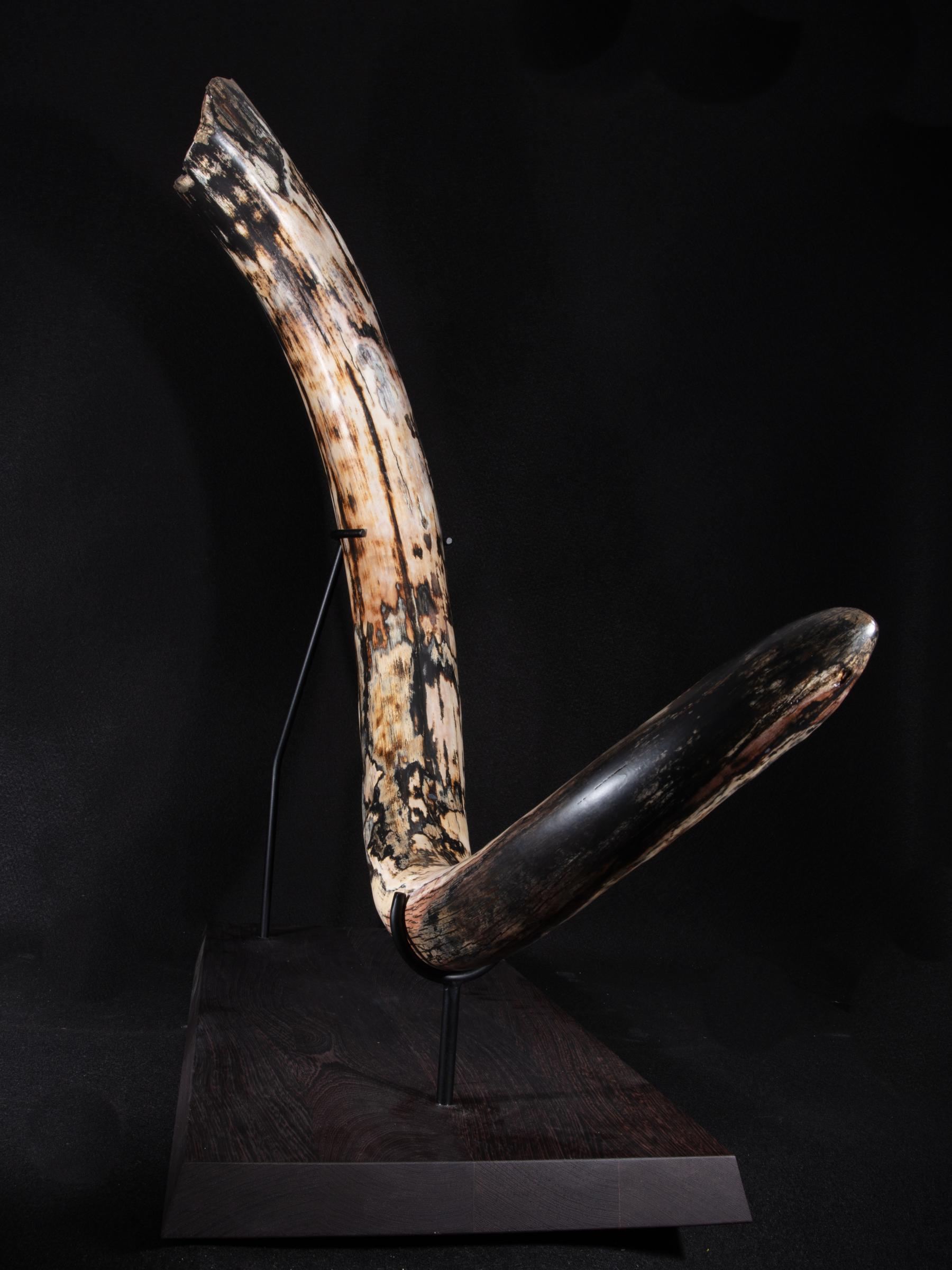 Mammoth tusk Mammutus Primigenius - St1galleryf0115 0407 - F0115