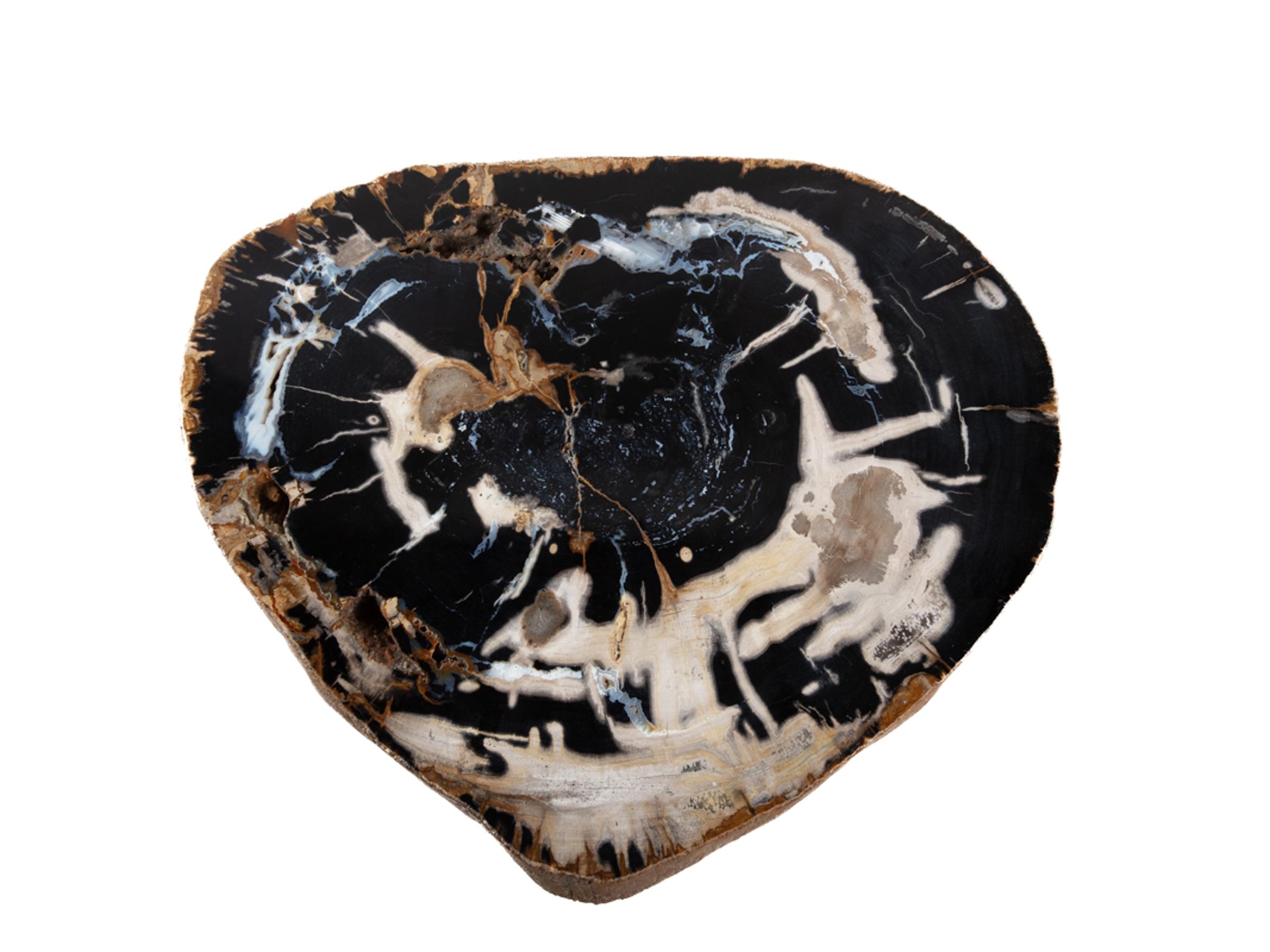 Pertrified wood slab with chalcedony inclusions - St1galleryo0136 6326 - O0136