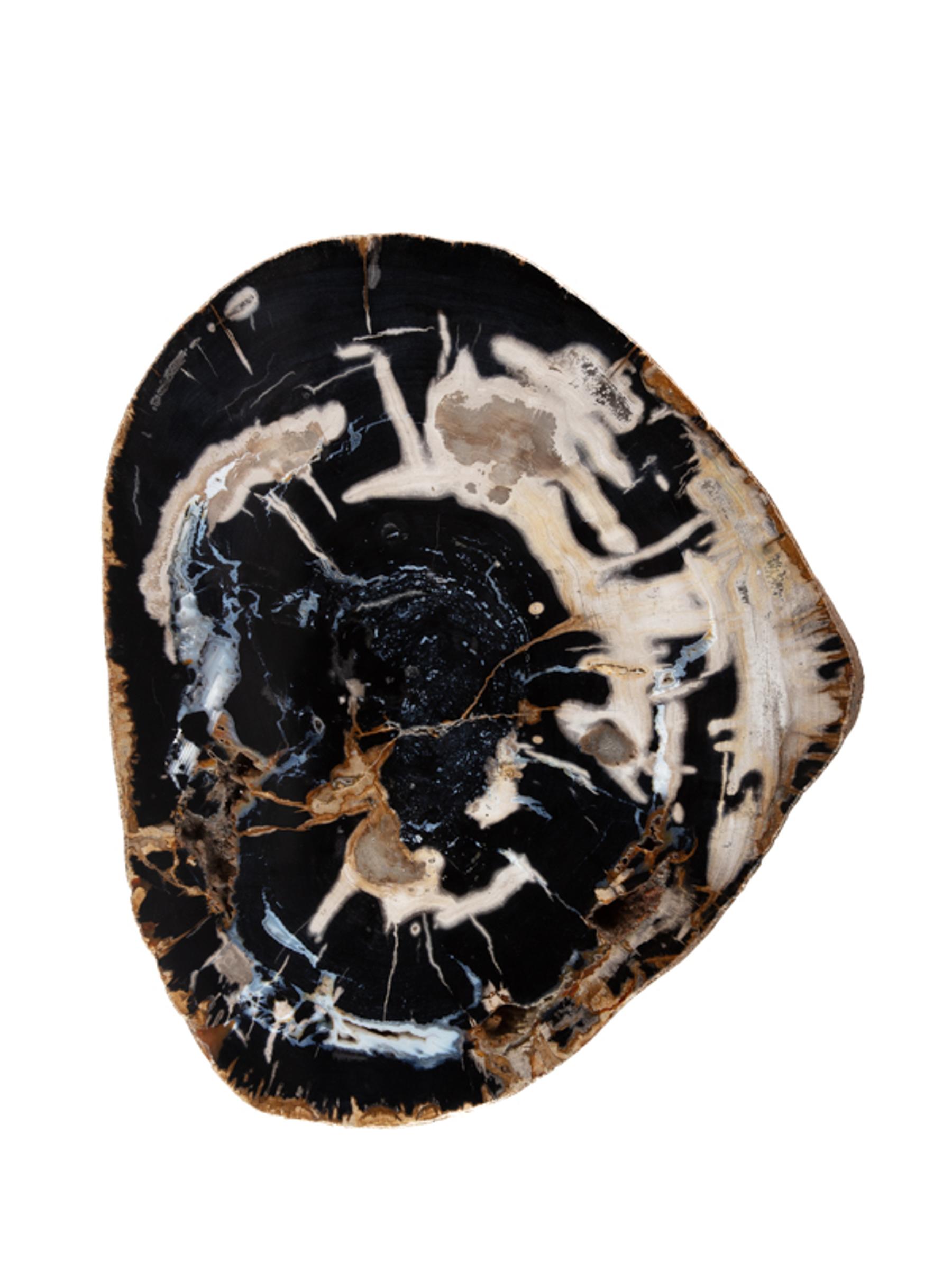 Pertrified wood slab with chalcedony inclusions - St1galleryo0136 6327 - O0136