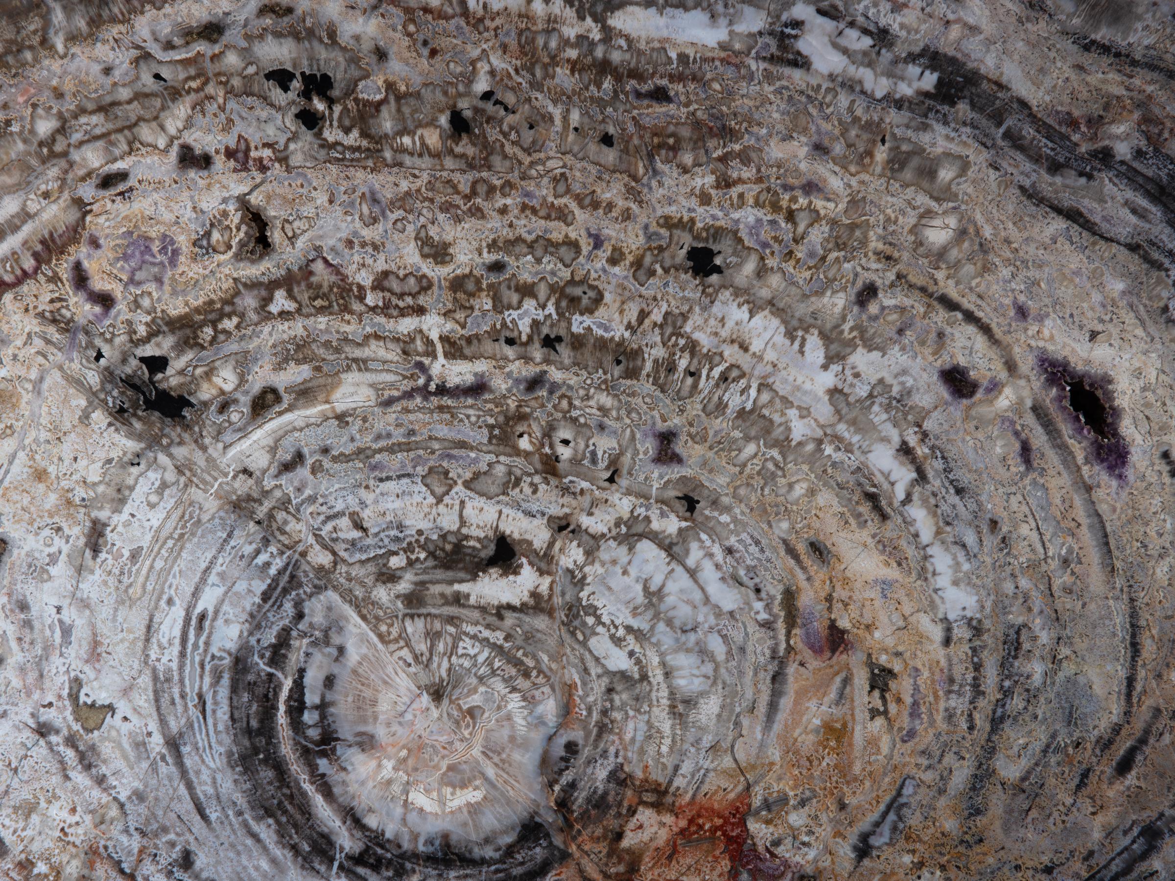 Pertrified wood slab  - St1galleryo0202 0020 - O0202