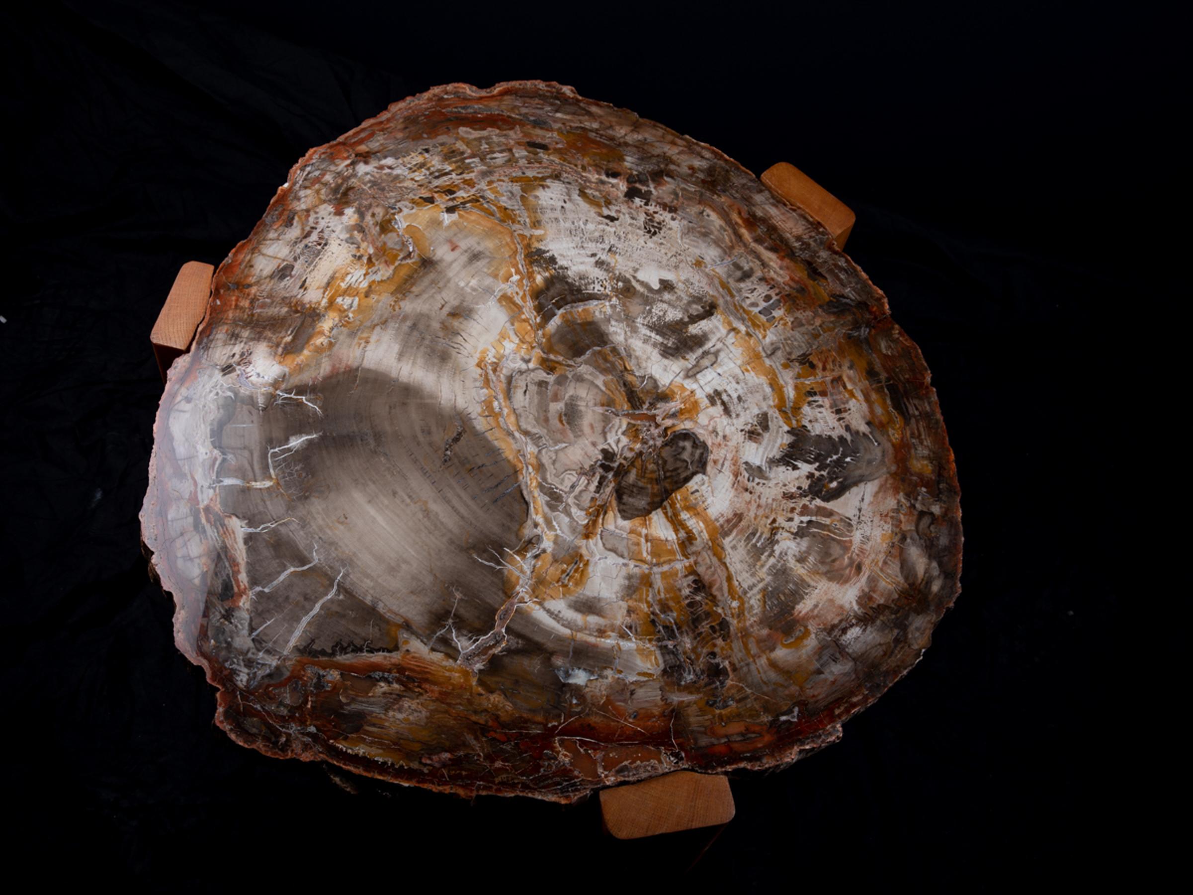 Petrified wood table - St1v0040 3 - V0040