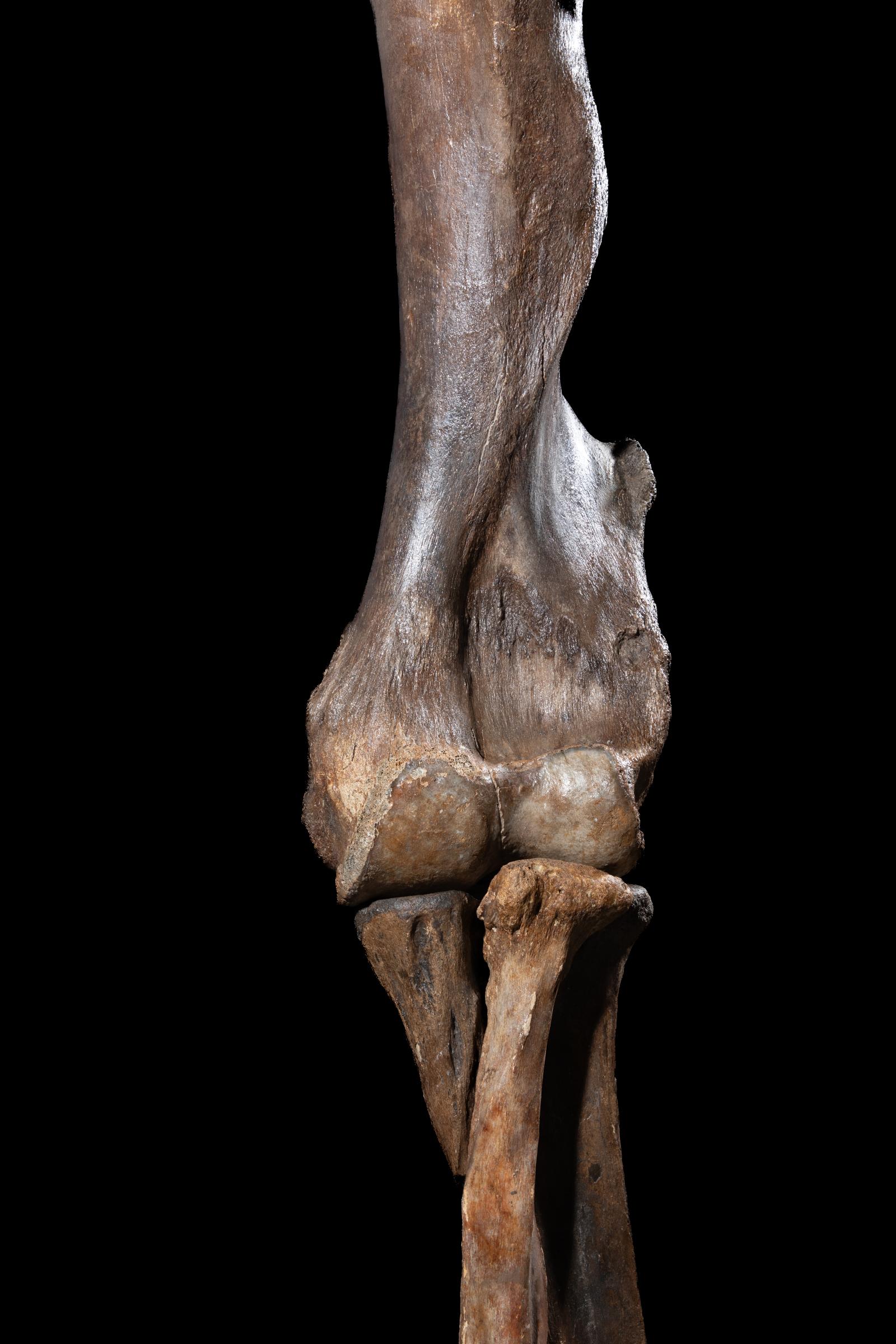 Mammoth front leg - Stonegalleryv0200 0928 - F0119