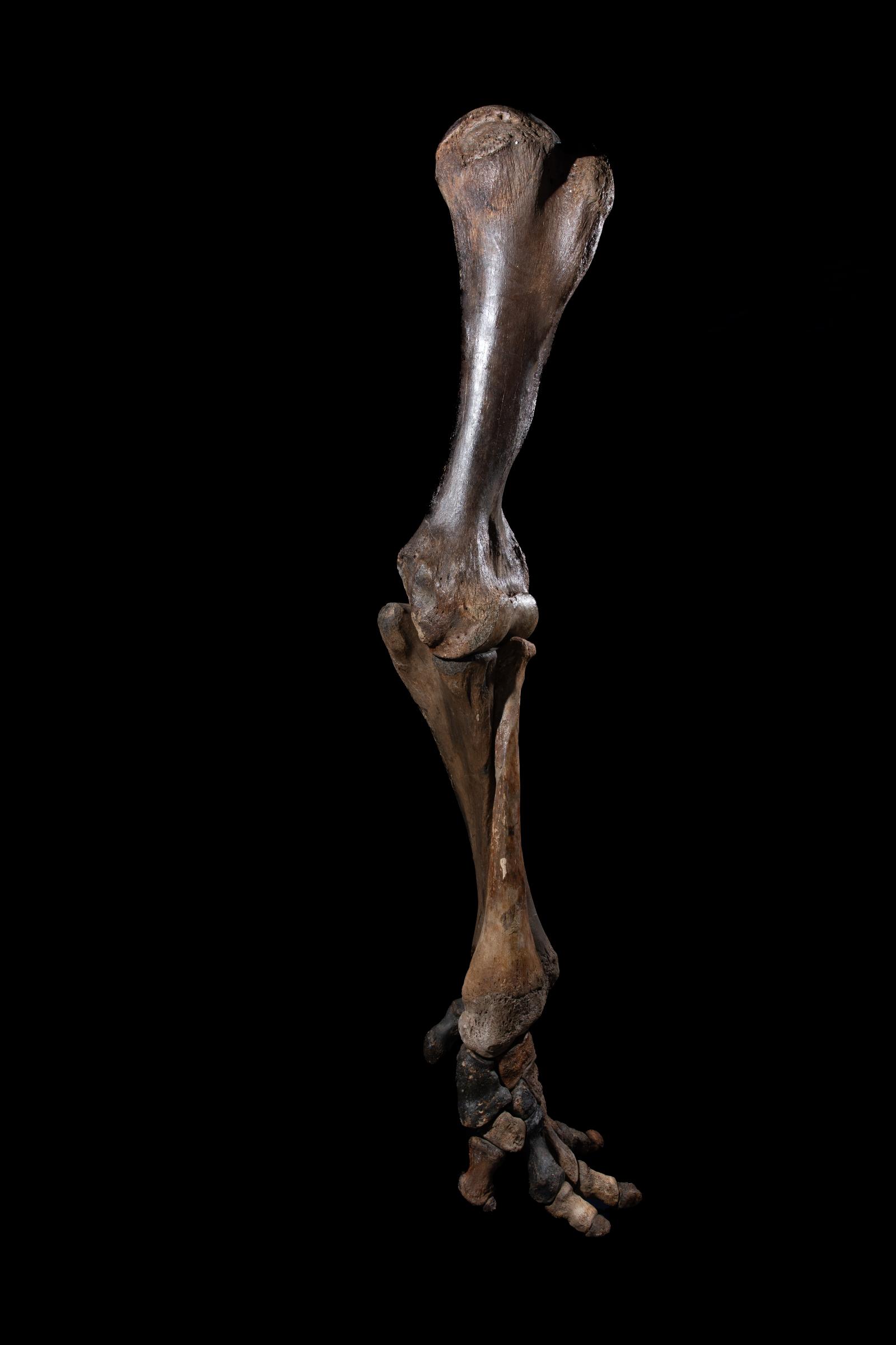 Mammoth front leg - Stonegalleryv0200 0947 - F0119