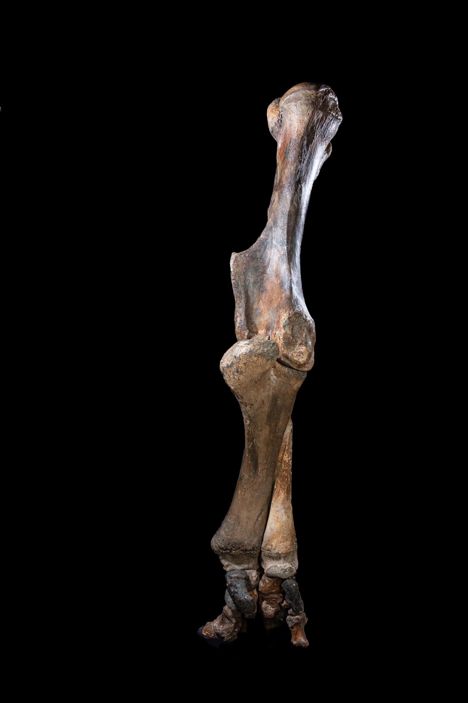 Mammoth front leg - Stonegalleryv0200 0963 - F0119