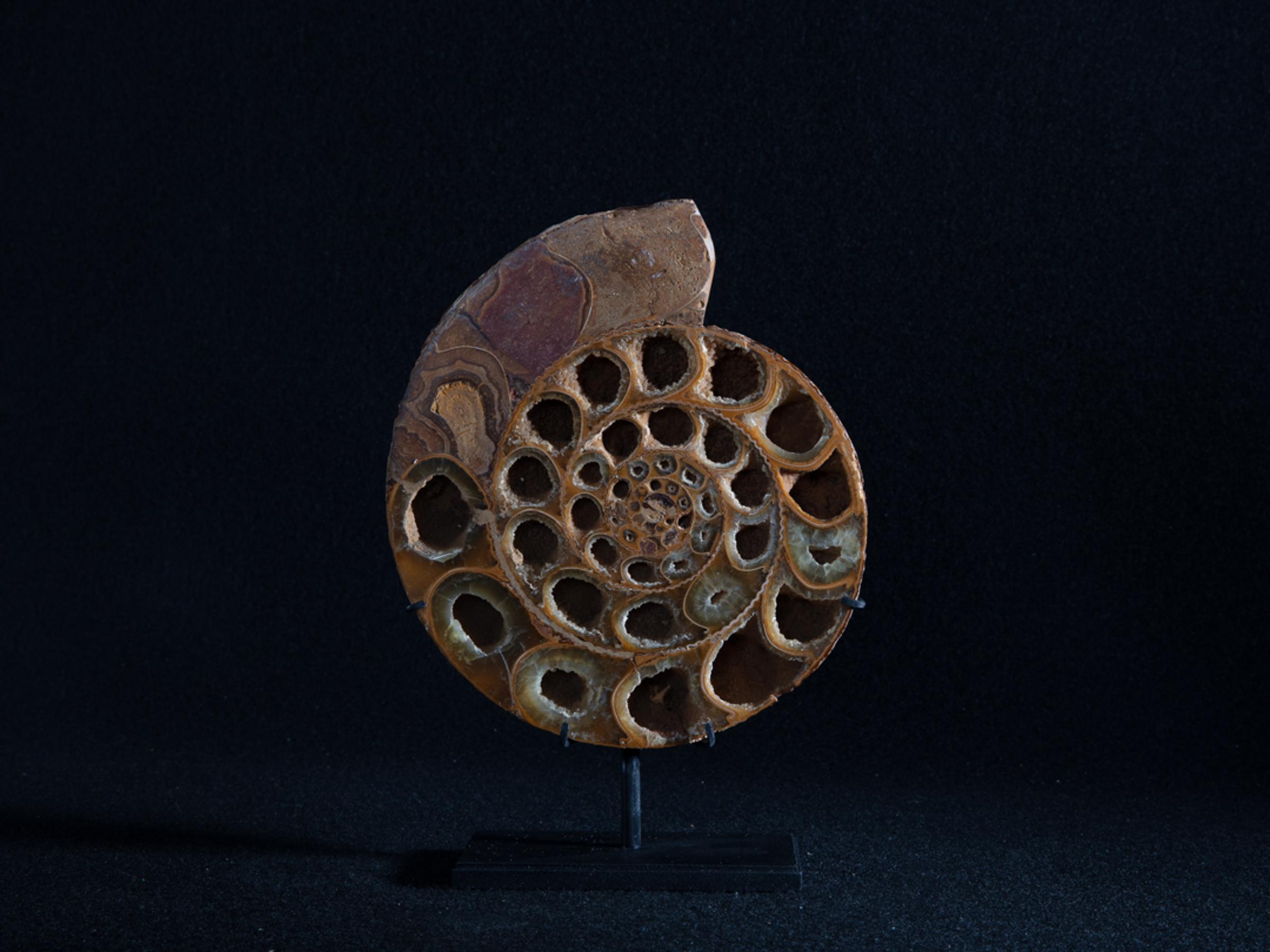 Cut ammonite on metal base - Stonegalleryv0390 2 - V0390
