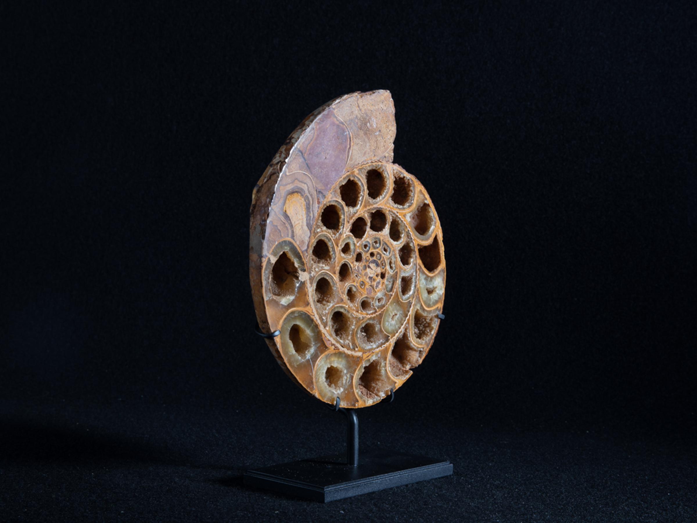 Cut ammonite on metal base - Stonegalleryv0390 3 - V0390