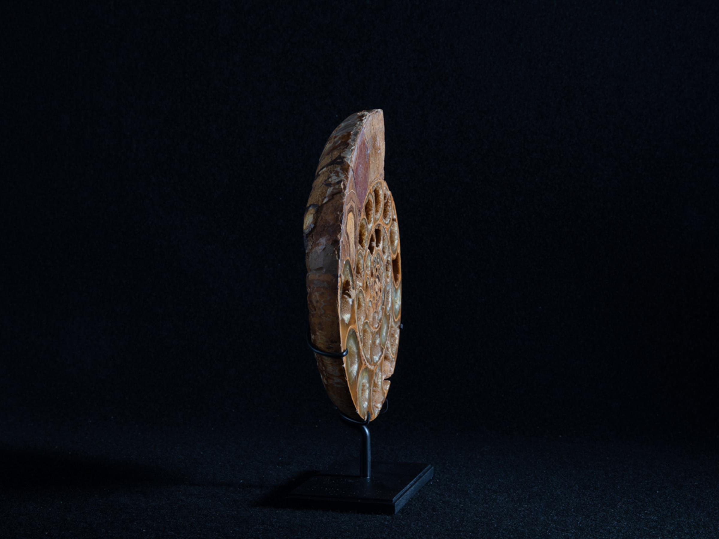 Cut ammonite on metal base - Stonegalleryv0390 4 - V0390