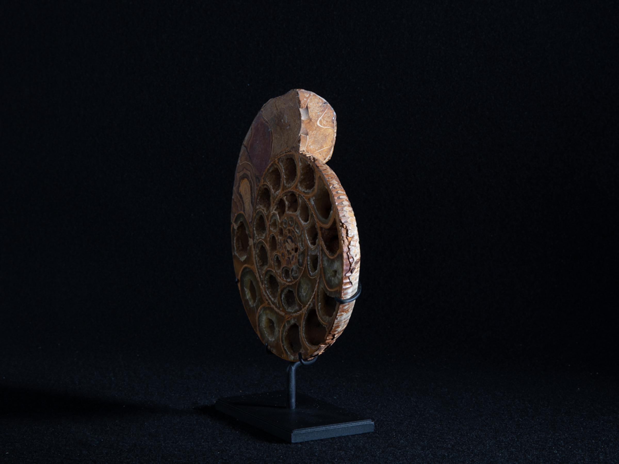 Cut ammonite on metal base - Stonegalleryv0390 7 - V0390