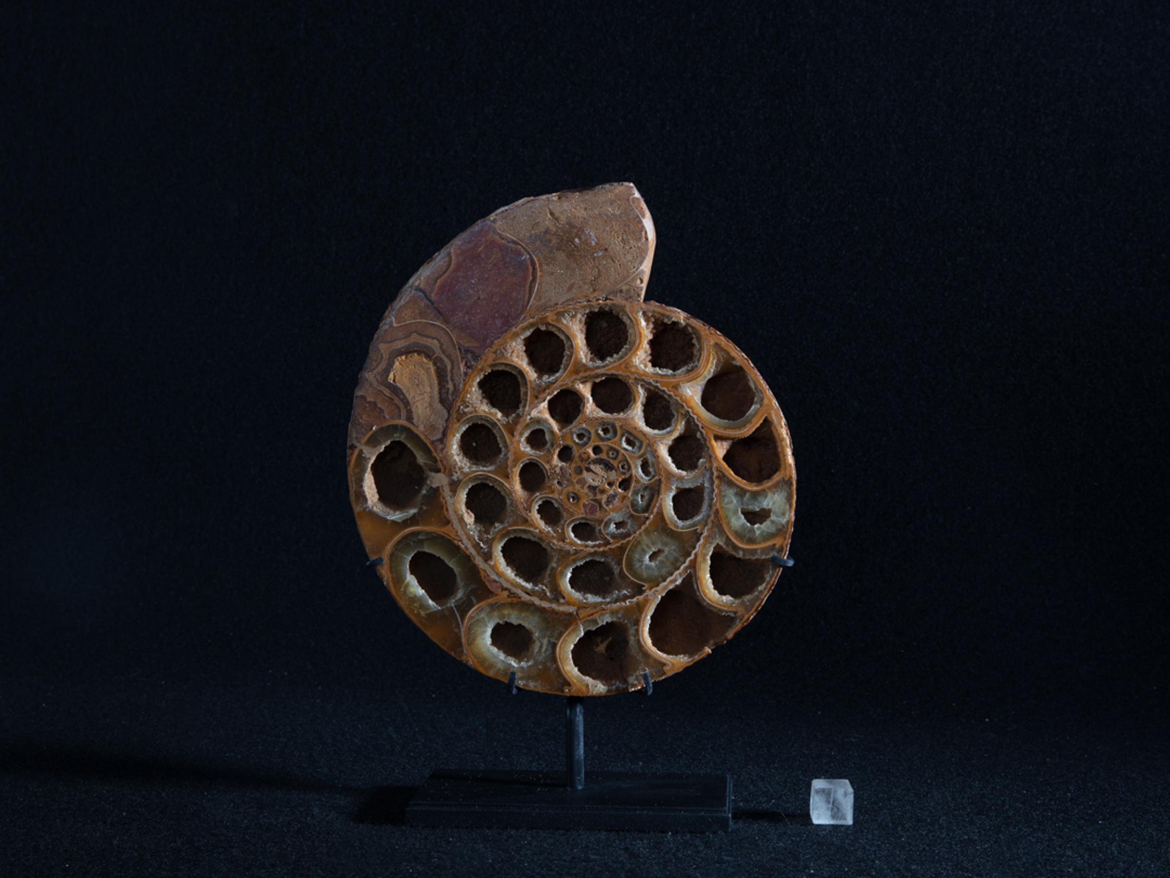 Cut ammonite on metal base - Stonegalleryv0390 - V0390