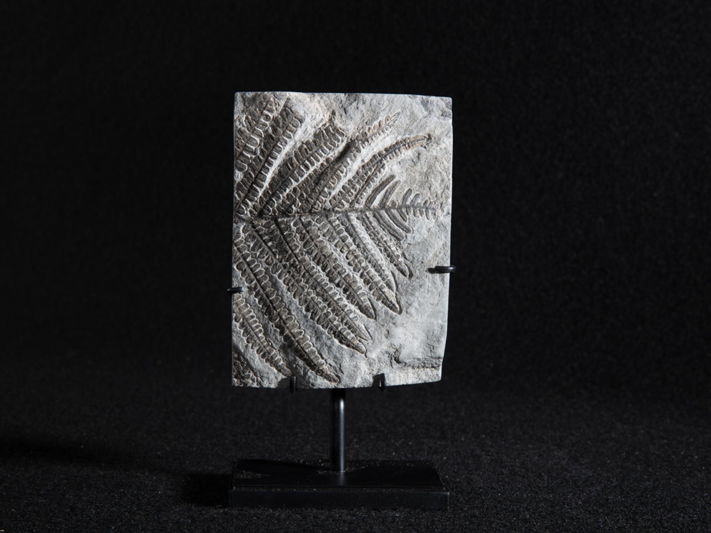 Fossil fern - Stonegalleryv0401 2 - V0401