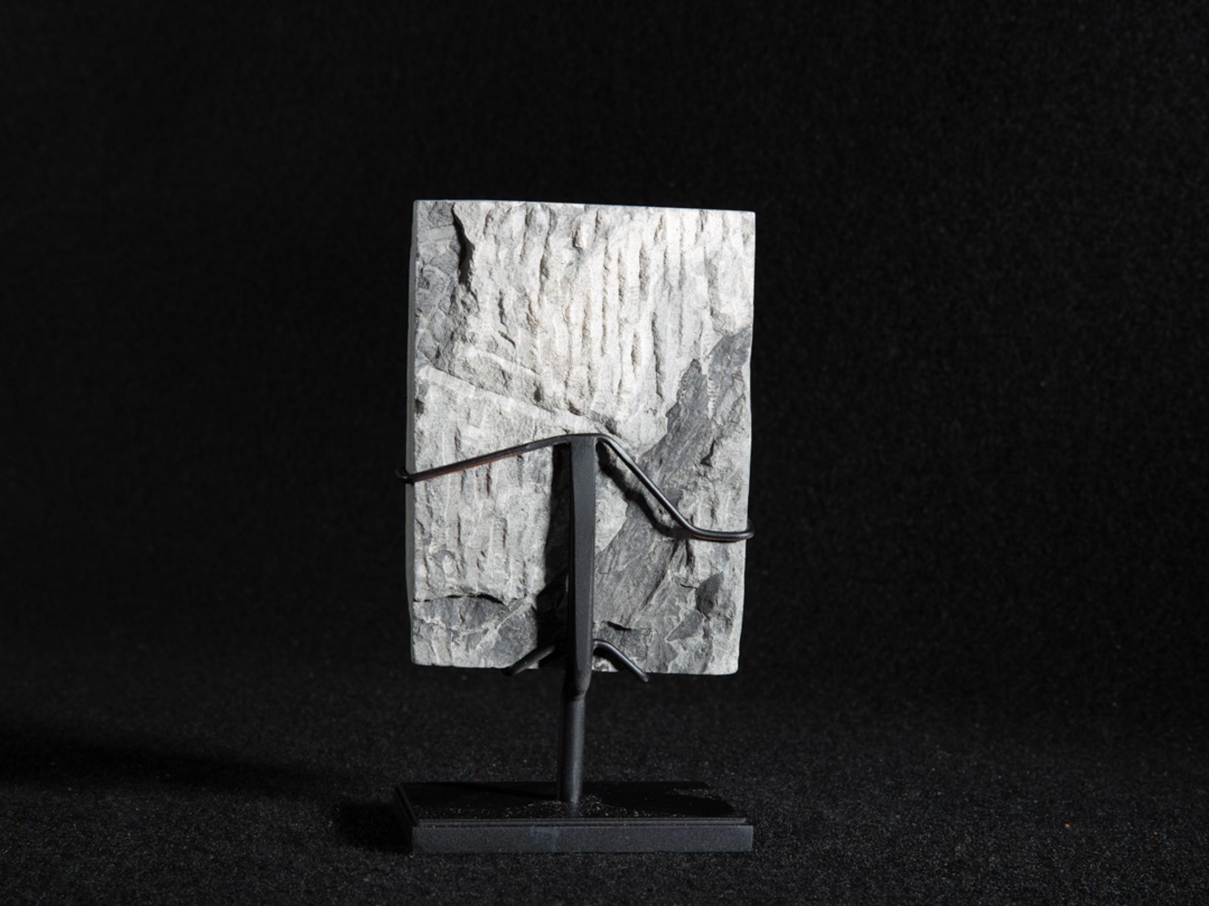 Fossil fern - Stonegalleryv0401 5 - V0401
