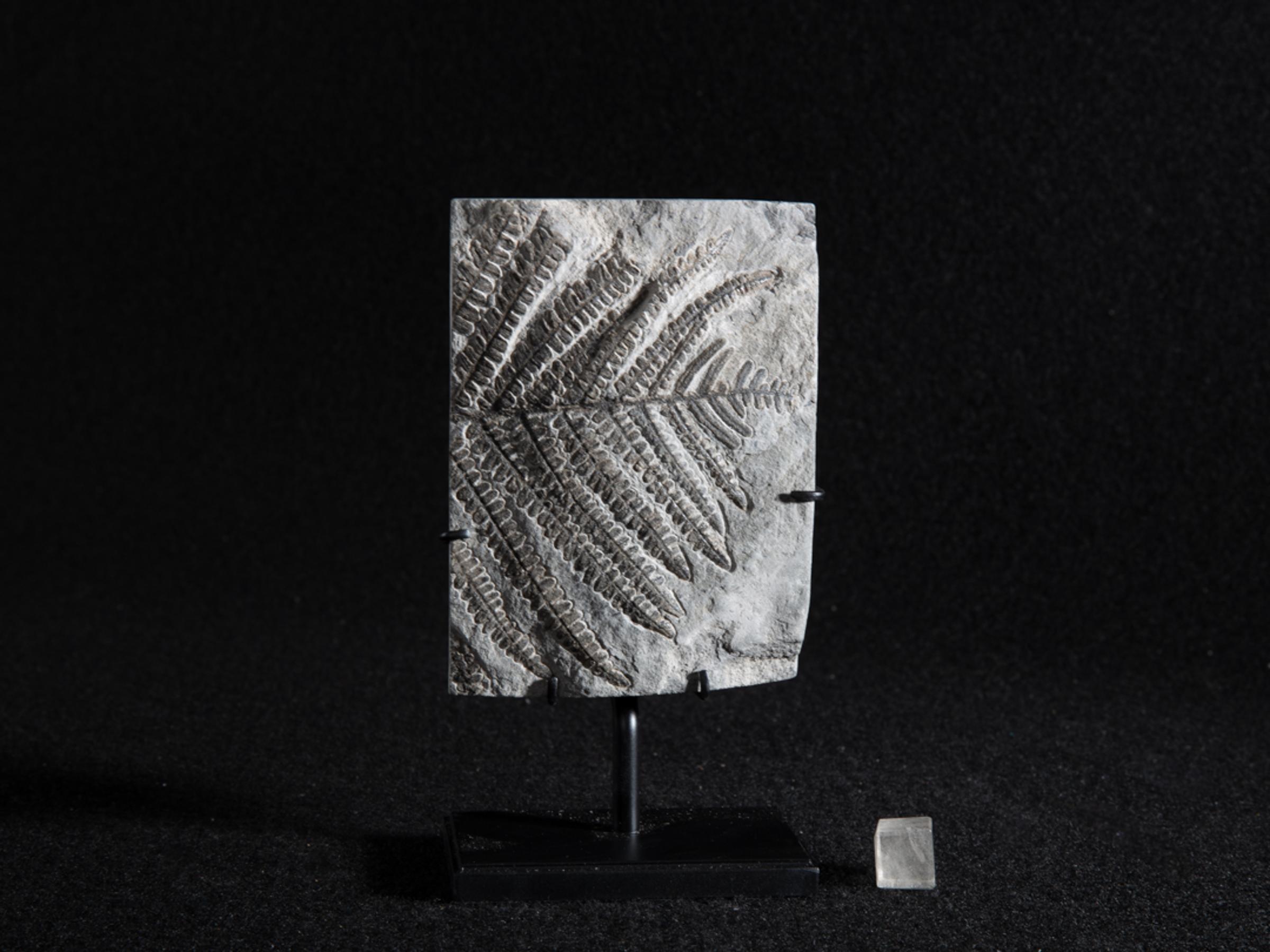 Fossil fern - Stonegalleryv0401 - V0401