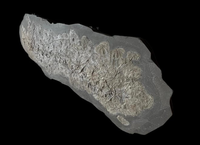 Giant colony of fossil sea lilies on invisible trunk of driftwood - Aeb36954 3fea 406f b7da 1bfcd19b4077 - F0118