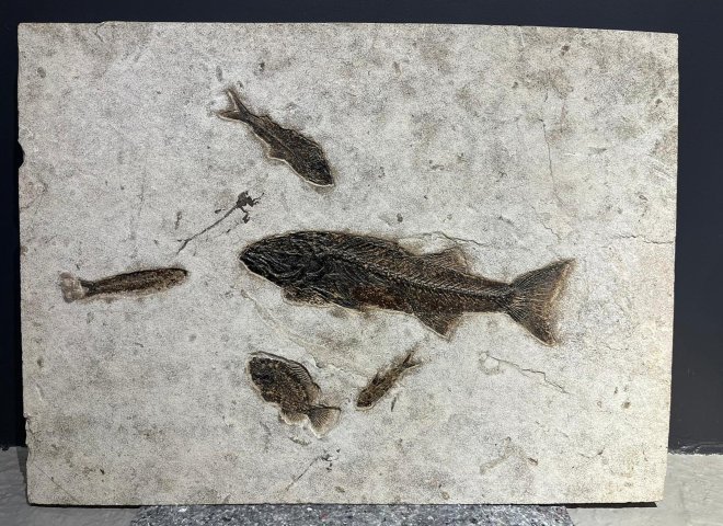 Fossil fish plate - E220d048 9a72 4222 893a 82557d5daa30 - F0073