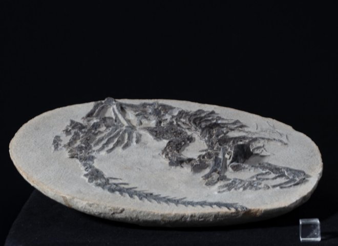 Claudiosaur - St1f0023 2 - F0023