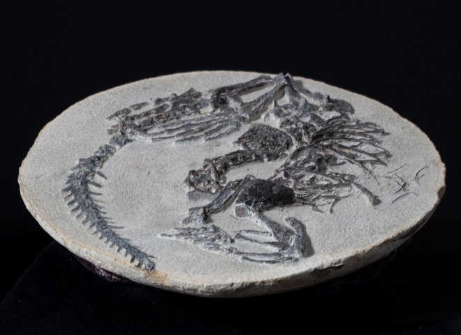 Claudiosaur - St1f0023 6 - F0023