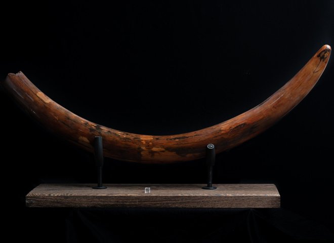 Mammoth tusk Mammuthus primigenius - St1f0027 2 - F0027