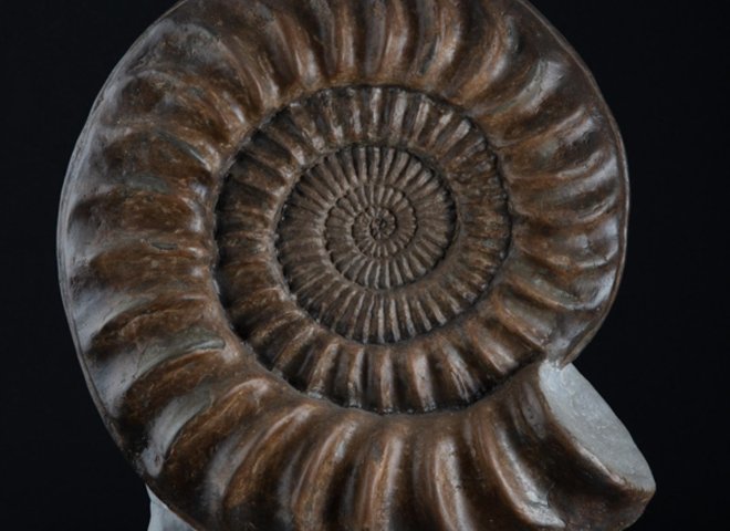 Ammonite on matrix - St1f0058 - F0058