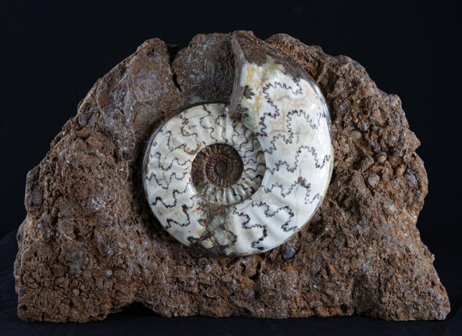 Scunny' scunthorpe ammonite on matrix - St1f0059 3 - F0059