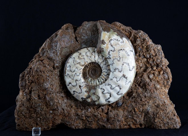 Scunny' scunthorpe ammonite on matrix - St1f0059 - F0059