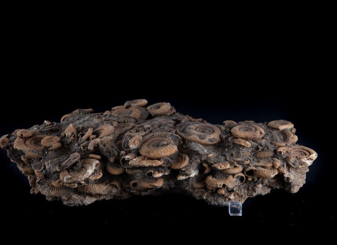 Ammonite group on matrix - St1f0064 3 - F0064