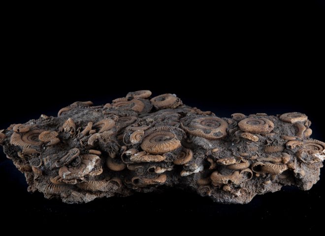 Ammonite group on matrix - St1f0064 4 - F0064