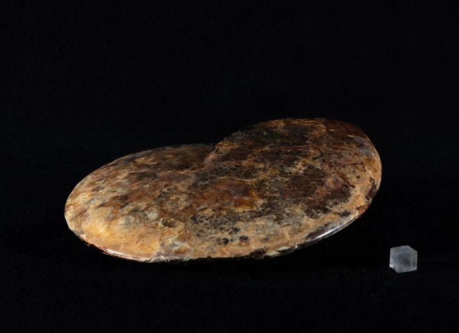 Opalized ammonite - St1galleryf0083 6962 - F0083