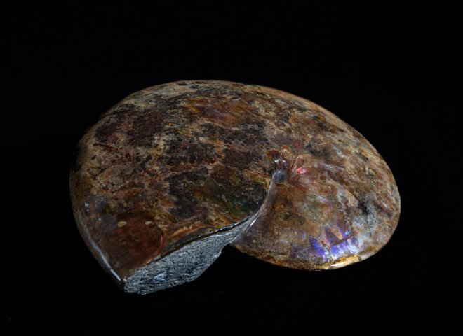 Opalized ammonite - St1galleryf0083 6968 - F0083