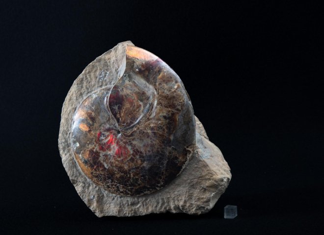 Ammonite opalized lenticularis in matrix - St1galleryf0095 7418 - F0095