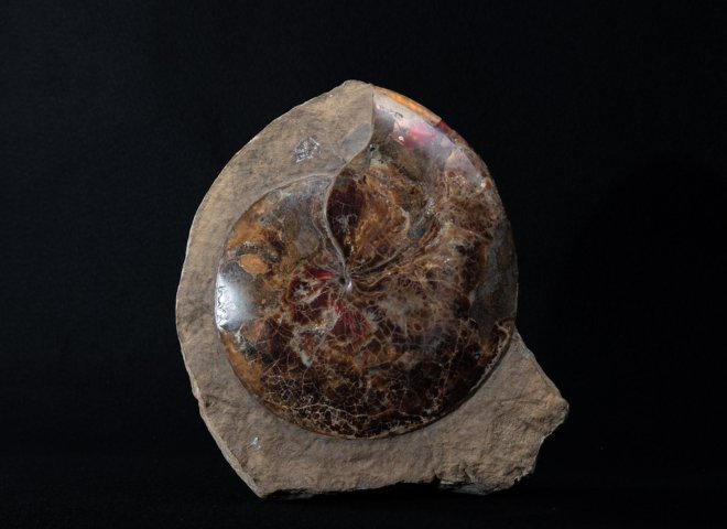 Ammonite opalized lenticularis in matrix - St1galleryf0095 7423 - F0095