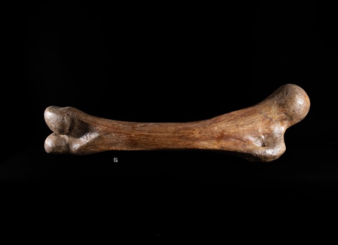 Mammoth bone Mammutus Primigenius - St1galleryf0114 0381 - F0114